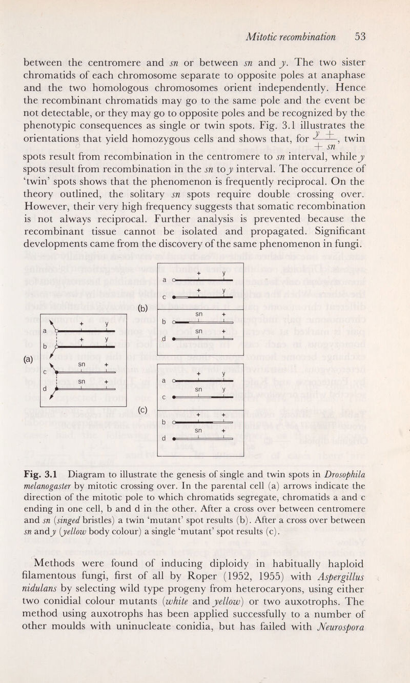 Mitotic recombination 53 between the centromere and sn or between sn and y. The two sister chromatids of each chromosome separate to opposite poles at anaphase and the two homologous chromosomes orient independently. Hence the recombinant chromatids may go to the same pole and the event be not detectable, or they may go to opposite poles and be recognized by the phenotypic consequences as single or twin spots. Fig. 3.1 illustrates the orientations that yield homozygous cells and shows that, for ^ , twin -f- sn spots result from recombination in the centromere to sn interval, while j spots result from recombination in the sn toj interval. The occurrence of 'twin' spots shows that the phenomenon is frequently reciprocal. On the theory outlined, the solitary sn spots require double crossing over. However, their very high frequency suggests that somatic recombination is not always reciprocal. Further analysis is prevented because the recombinant tissue cannot be isolated and propagated. Significant developments came from the discovery of the same phenomenon in fungi. (a) (b) (c) Fig. 3.1 Diagram to illustrate the genesis of single and twin spots in Drosophila melanogaster by mitotic crossing over. In the parental cell (a) arrows indicate the direction of the mitotic pole to which chromatids segregate, chromatids a and с ending in one cell, b and d in the other. After a cross over between centromere and sn {singed bristles) a twin 'mutant' spot results (b). After a cross over between sn andjv ijellow body colour) a single 'mutant' spot results (c). Methods were found of inducing diploidy in habitually haploid filamentous fungi, first of all by Roper (1952, 1955) with Aspergillus nidulans by selecting wild type progeny from heterocaryons, using either two conidial colour mutants {white г.пА yellow) or two auxotrophs. The method using auxotrophs has been applied successfully to a number of other moulds with uninucleate conidia, but has failed with jSfeurospora