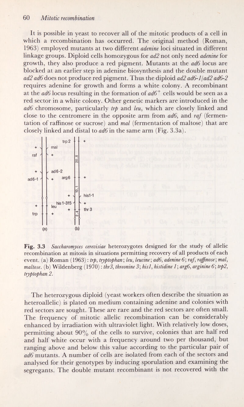 60 Mitotic recombination It is possible in yeast to recover all of the mitotic products of a cell in which a recombination has occurred. The original method (Roman, 1963) employed mutants at two different adenine loci situated in different linkage groups. Diploid cells homozygous for ad2 not only need adenine for growth, they also produce a red pigment. Mutants at the ad6 locus are blocked at an earlier step in adenine biosynthesis and the double mutant ad2 ad6 does not produce red pigment. Thus the diploid ad2 ad6-ljad2 ad6-2 requires adenine for growth and forms a white colony. A recombinant at the ad6 locus resulting in the formation of ad6^ cells would be seen as a red sector in a white colony. Other genetic markers are introduced in the ad6 chromosome, particularly trp and leu, which are closely linked and close to the centromere in the opposite arm from ad6, and raf (fermen¬ tation of raffinose or sucrose) and mal (fermentation of maltose) that are closely linked and distal to ad6\n the same arm (Fig. 3.3a). (a) (b) Fig. 3.3 Saccharomyces cerevisiae heterozygotes designed for the study of allelic recombination at mitosis in situations permitting recovery of all products of each event, (a) Roman (1963) : trp, tryptophan', leu, leucine; ad6, adenine 6', raf, raffinose; mat, maltose, (b) Wildenberg (1970) : thrS, threonine 3; hisl, histidine 1 ; arg6, arginine 6; trp2, tryptophan 2. The heterozygous diploid (yeast workers often describe the situation as heteroallelic) is plated on medium containing adenine and colonies with red sectors are sought. These are rare and the red sectors are often small. The frequency of mitotic allelic recombination can be considerably enhanced by irradiation with ultraviolet light. With relatively low doses, permitting about 90% of the cells to survive, colonies that are half red and half white occur with a frequency around two per thousand, but ranging above and below this value according to the particular pair of ad6 mutants. A number of cells are isolated from each of the sectors and analysed for their genotypes by inducing sporulation and examining the segregante. The double mutant recombinant is not recovered with the