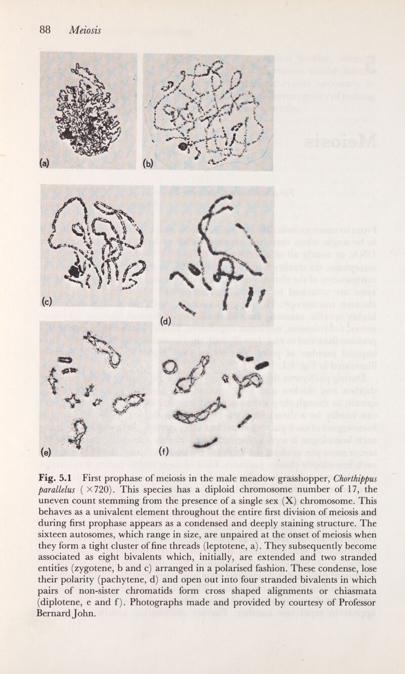 88 Meiosis (e) (f) ЩЦШф/^ Fig. 5.1 First prophase of meiosis in the male meadow grasshopper, Chorthippus parallelus ( X720). This species has a diploid chromosome number of 17, the uneven count stemming from the presence of a single sex (X) chromosome. This behaves as a univalent element throughout the entire first division of meiosis and during first prophase appears as a condensed and deeply staining structure. The sixteen autosomes, which range in size, are unpaired at the onset of meiosis when they form a tight cluster of fine threads (leptotene, a). They subsequently become associated as eight bivalents which, initially, are extended and two stranded entities (zygotene, b and c) arranged in a polarised fashion. These condense, lose their polarity (pachytene, d) and open out into four stranded bivalents in which pairs of non-sister chromatids form cross shaped alignments or chiasmata (diplotene, e and f). Photographs made and provided by courtesy of Professor Bernard John.