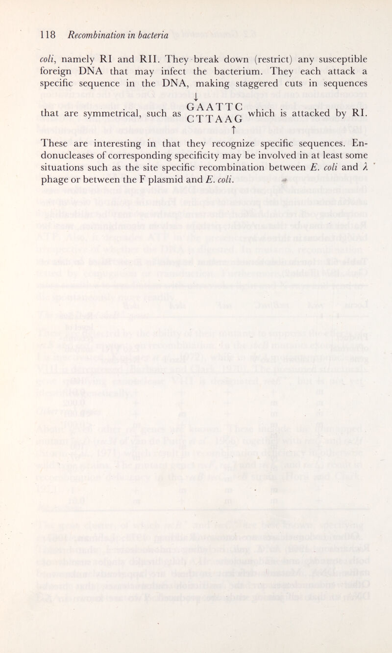 118 Recombination in bacteria coli, namely RI and RI I. They break down (restrict) any susceptible foreign DNA that may infect the bacterium. They each attack a specific sequence in the DNA, making staggered cuts in sequences i that are symmetrical, such as which is attacked by RI. Î These are interesting in that they recognize specific sequences. En- donucleases of corresponding specificity may be involved in at least some situations such as the site specific recombination between E. coli and Я phage or between the F plasmid and E. coli.