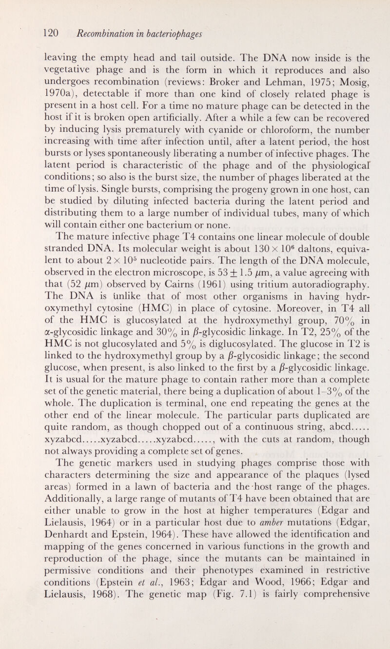 120 Recombination in bacteriophages leaving the empty head and tail outside. The DNA now inside is the vegetative phage and is the form in which it reproduces and also undergoes recombination (reviews: Broker and Lehman, 1975; Mosig, 1970a), detectable if more than one kind of closely related phage is present in a host cell. For a time no mature phage can be detected in the host if it is broken open artificially. After a while a few can be recovered by inducing lysis prematurely with cyanide or chloroform, the number increasing with time after infection until, after a latent period, the host bursts or lyses spontaneously liberating a number of infective phages. The latent period is characteristic of the phage and of the physiological conditions; so also is the burst size, the number of phages liberated at the time of lysis. Single bursts, comprising the progeny grown in one host, can be studied by diluting infected bacteria during the latent period and distributing them to a large number of individual tubes, many of which will contain either one bacterium or none. The mature infective phage T4 contains one linear molecule of double stranded DNA. Its molecular weight is about 130 X 10® daltons, equiva¬ lent to about 2x10® nucleotide pairs. The length of the DNA molecule, observed in the electron microscope, is 53 + 1.5 ixm, a value agreeing with that (52 fim) observed by Cairns (1961) using tritium autoradiography. The DNA is Unlike that of most other organisms in having hydr- oxymethyl cytosine (HMC) in place of cytosine. Moreover, in T4 all of the HMC is glucosylated at the hydroxymethyl group, 70% in a-glycosidic linkage and 30% in j?-glycosidic linkage. In T2, 25% of the HMC is not glucosylated and 5% is diglucosylated. The glucose in T2 is linked to the hydroxymethyl group by a jS-glycosidic linkage ; the second glucose, when present, is also linked to the first by a jS-glycosidic linkage. It is usual for the mature phage to contain rather more than a complete set of the genetic material, there being a duplication of about 1-3% of the whole. The duplication is terminal, one end repeating the genes at the other end of the linear molecule. The particular parts duplicated are quite random, as though chopped out of a continuous string, abed xyzabcd xyzabcd xyzabcd , with the cuts at random, though not always providing a complete set of genes. The genetic markers used in studying phages comprise those with characters determining the size and appearance of the plaques (lysed areas) formed in a lawn of bacteria and the host range of the phages. Additionally, a large range of mutants of T4 have been obtained that are either unable to grow in the host at higher temperatures (Edgar and Lielausis, 1964) or in a particular host due to amber mutations (Edgar, Denhardt and Epstein, 1964). These have allowed the identification and mapping of the genes concerned in various functions in the growth and reproduction of the phage, since the mutants can be maintained in permissive conditions and their phenotypes examined in restrictive conditions (Epstein et al., 1963; Edgar and Wood, 1966; Edgar and Lielausis, 1968). The genetic map (Fig. 7.1) is fairly comprehensive