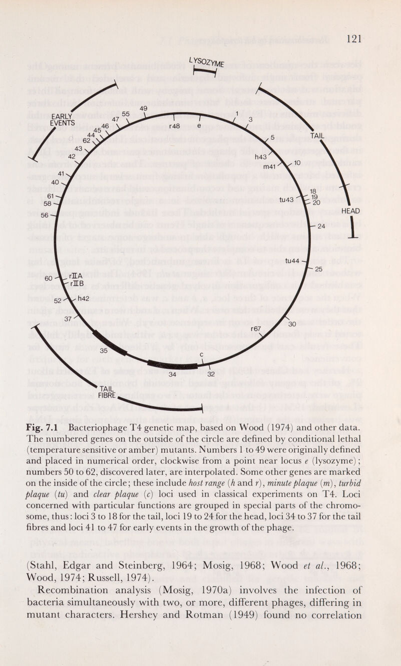 121 í-YS02y;\4£ I—I Fig. 7.1 Bacteriophage Т4 genetic map, based on Wood (1974) and other data. The numbered genes on the outside of the circle are defined by conditional lethal (temperature sensitive or amber) mutants. Numbers 1 to 49 were originally defined and placed in numerical order, clockwise fi^om a point near locus e (lysozyme) ; numbers 50 to 62, discovered later, are interpolated. Some other genes are marked on the inside of the circle; these include host range {h and r), minute plaque [m], turbid plaque {tu) and clear plaque (c) loci used in classical experiments on T4. Loci concerned with particular functions are grouped in special parts of the chromo¬ some, thus : loci 3 to 18 for the tail, loci 19 to 24 for the head, loci 34 to 37 for the tail fibres and loci 41 to 47 for early events in the growth of the phage. (Stahl, Edgar and Steinberg, 1964; Mosig, 1968; Wood et al., 1968; Wood, 1974; Russell, 1974). Recombination analysis (Mosig, 1970a) involves the infection of bacteria simultaneously with two, or more, different phages, differing in mutant characters. Hershey and Rotman (1949) found no correlation