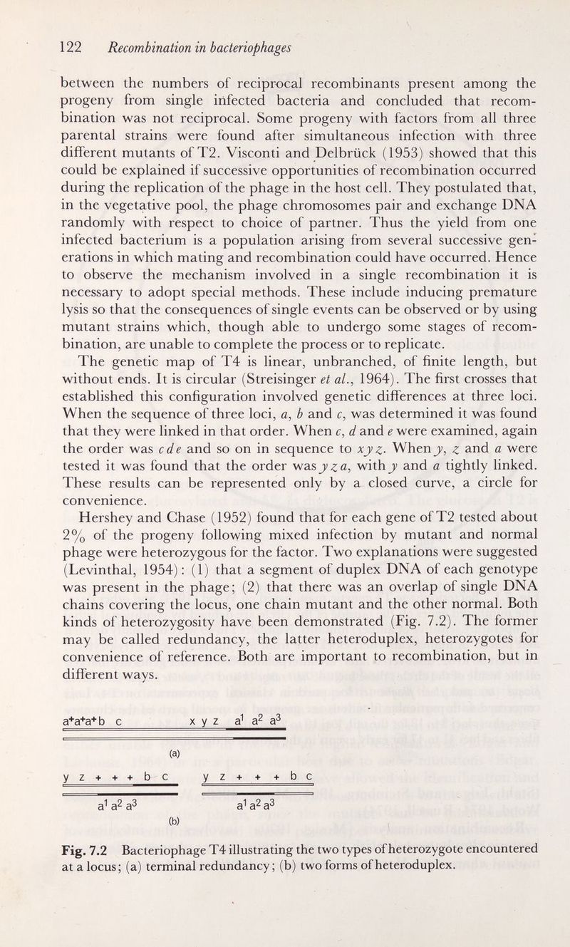 122 Recombination in bacteriophages between the numbers of reciprocal recombinants present among the progeny from single infected bacteria and concluded that recom¬ bination was not reciprocal. Some progeny with factors from all three parental strains were found after simultaneous infection with three different mutants of T2. Visconti and Delbrück (1953) showed that this could be explained if successive opportunities of recombination occurred during the replication of the phage in the host cell. They postulated that, in the vegetative pool, the phage chromosomes pair and exchange DNA randomly with respect to choice of partner. Thus the yield from one infected bacterium is a population arising from several successive gen¬ erations in which mating and recombination could have occurred. Hence to observe the mechanism involved in a single recombination it is necessary to adopt special methods. These include inducing premature lysis so that the consequences of single events can be observed or by using mutant strains which, though able to undergo some stages of recom¬ bination, are unable to complete the process or to replicate. The genetic map of T4 is linear, unbranched, of finite length, but without ends. It is circular (Streisinger et al., 1964). The first crosses that established this configuration involved genetic differences at three loci. When the sequence of three loci, a, b and c, was determined it was found that they were linked in that order. When c, d and e were examined, again the order was с de and so on in sequence to xy z.- Whenjv, ^ and a were tested it was found that the order wasjv^a, withj and a tightly linked. These results can be represented only by a closed curve, a circle for convenience. Hershey and Chase (1952) found that for each gene of T2 tested about 2% of the progeny following mixed infection by mutant and normal phage were heterozygous for the factor. Two explanations were suggested (Levinthal, 1954) : (1) that a segment of duplex DNA of each genotype was present in the phage; (2) that there was an overlap of single DNA chains covering the locus, one chain mutant and the other normal. Both kinds of heterozygosity have been demonstrated (Fig. 7.2). The former may be called redundancy, the latter heteroduplex, heterozygotes for convenience of reference. Both are important to recombination, but in different ways. a*a^a+ b с x у z a^ (a) у z + + + b С у z + -t- + b с a^ a2 a^ a'' a^ a^ (b) Fig. 7.2 Bacteriophage T4 illustrating the two types of heterozygote encountered at a locus; (a) terminal redundancy; (b) two forms of heteroduplex.