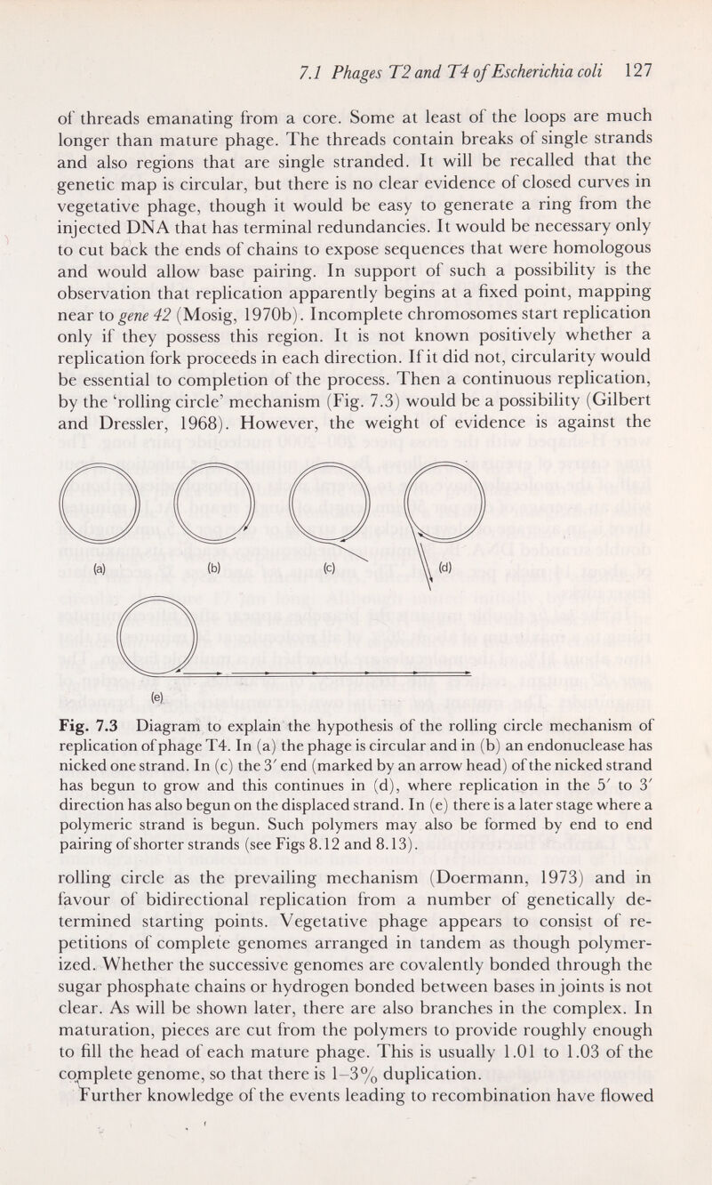 7.1 Phages Т2 and Т4 of Escherichia coli 127 of threads emanating from a core. Some at least of the loops are much longer than mature phage. The threads contain breaks of single strands and also regions that are single stranded. It will be recalled that the genetic map is circular, but there is no clear evidence of closed curves in vegetative phage, though it would be easy to generate a ring from the injected DNA that has terminal redundancies. It would be necessary only to cut back the ends of chains to expose sequences that were homologous and would allow base pairing. In support of such a possibility is the observation that replication apparently begins at a fixed point, mapping near X.O gene 42 (Mosig, 1970b). Incomplete chromosomes start replication only if they possess this region. It is not known positively whether a replication fork proceeds in each direction. If it did not, circularity would be essential to completion of the process. Then a continuous replication, by the 'rolling circle' mechanism (Fig. 7.3) would be a possibility (Gilbert and Dressier, 1968). However, the weight of evidence is against the Fig. 7.3 Diagram to explain the hypothesis of the rolling circle mechanism of replication of phage T4. In (a) the phage is circular and in (b) an endonuclease has nicked one strand. In (c) the 3' end (marked by an arrow head) of the nicked strand has begun to grow and this continues in (d), where replication in the 5' to 3' direction has also begun on the displaced strand. In (e) there is a later stage where a polymeric strand is begun. Such polymers may also be formed by end to end pairing of shorter strands (see Figs 8.12 and 8.13). rolling circle as the prevailing mechanism (Doermann, 1973) and in favour of bidirectional replication from a number of genetically de¬ termined starting points. Vegetative phage appears to consist of re¬ petitions of complete genomes arranged in tandem as though polymer¬ ized. Whether the successive genomes are covalently bonded through the sugar phosphate chains or hydrogen bonded between bases in joints is not clear. As will be shown later, there are also branches in the complex. In maturation, pieces are cut from the polymers to provide roughly enough to fill the head of each mature phage. This is usually 1.01 to 1.03 of the complete genome, so that there is 1-3% duplication. ï'urther knowledge of the events leading to recombination have flowed