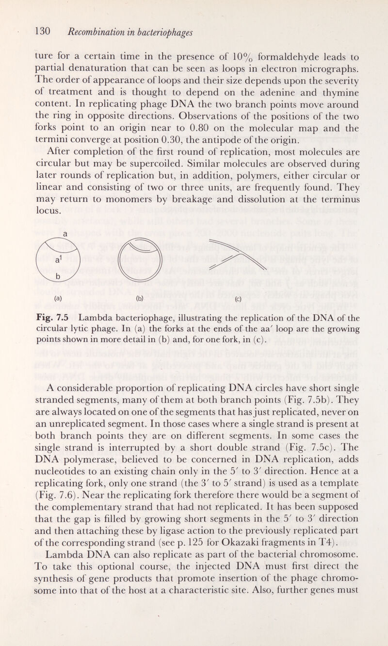 130 Recombination in bacteriophages ture for a certain time in the presence of 10% formaldehyde leads to partial denaturation that can be seen as loops in electron micrographs. The order of appearance of loops and their size depends upon the severity of treatment and is thought to depend on the adenine and thymine content. In replicating phage DNA the two branch points move around the ring in opposite directions. Observations of the positions of the two forks point to an origin near to 0.80 on the molecular map and the termini converge at position 0.30, the antipode of the origin. After completion of the first round of replication, most molecules are circular but may be supercoiled. Similar molecules are observed during later rounds of replication but, in addition, polymers, either circular or linear and consisting of two or three units, are frequently found. They may return to monomers by breakage and dissolution at the terminus locus. Fig. 7.5 Lambda bacteriophage, illustrating the replication of the DNA of the circular lytic phage. In (a) the forks at the ends of the aa' loop are the growing points shown in more detail in (b) and, for one fork, in (c). A considerable proportion of replicating DNA circles have short single stranded segments, many of them at both branch points (Fig. 7.5b). They are always located on one of the segments that has just replicated, never on an unreplicated segment. In those cases where a single strand is present at both branch points they are on different segments. In some cases the single strand is interrupted by a short double strand (Fig. 7.5c). The DNA polymerase, believed to be concerned in DNA replication, adds nucleotides to an existing chain only in the 5' to 3' direction. Hence at a replicating fork, only one strand (the 3' to 5' strand) is used as a template (Fig. 7.6). Near the replicating fork therefore there would be a segment of the complementary strand that had not replicated. It has been supposed that the gap is filled by growing short segments in the 5' to 3' direction and then attaching these by ligase action to the previously replicated part of the corresponding strand (see p. 125 for Okazaki fragments in T4). Lambda DNA can also replicate as part of the bacterial chromosome. To take this optional course, the injected DNA must first direct the synthesis of gene products that promote insertion of the phage chromo¬ some into that of the host at a characteristic site. Also, further genes must a (a) (b) (c)