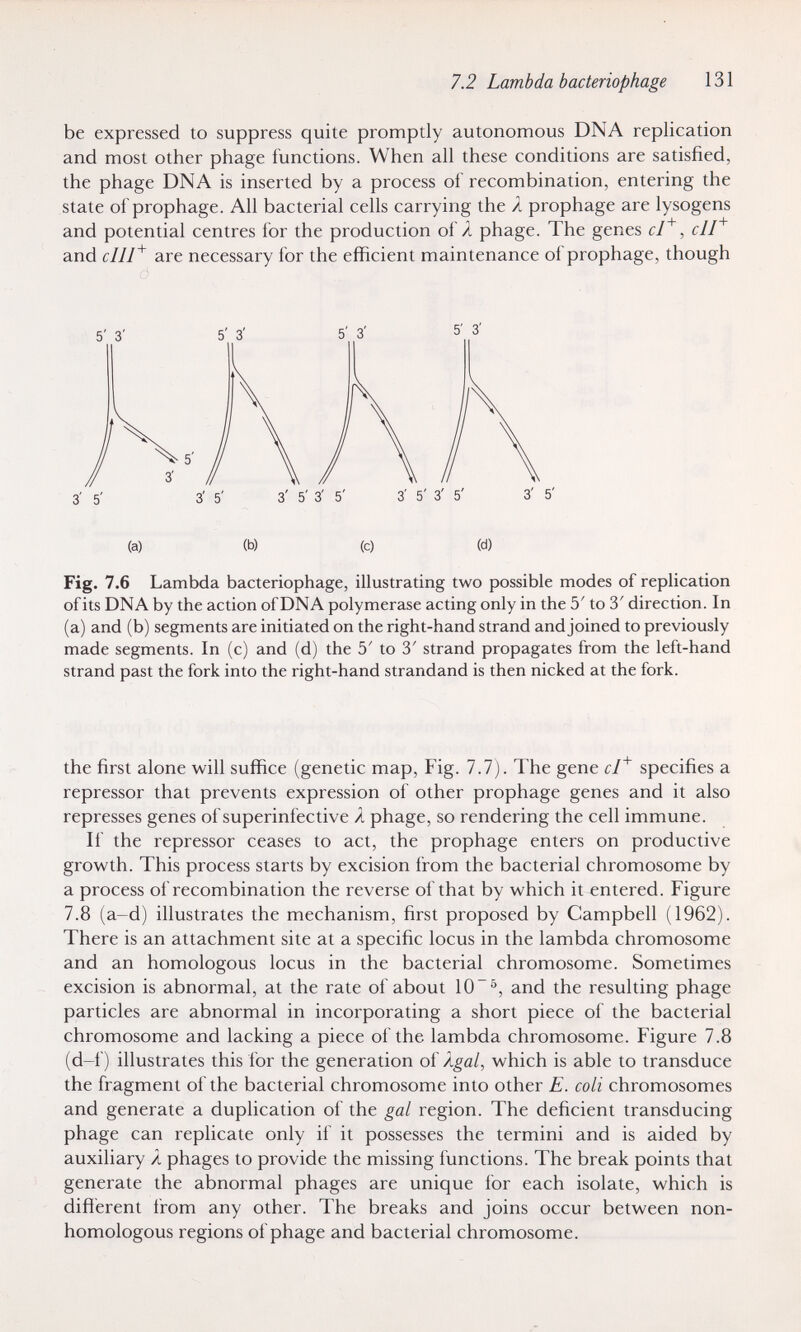 7.2 Lambda bacteriophage 131 be expressed to suppress quite promptly autonomous DNA replication and most other phage functions. When all these conditions are satisfied, the phage DNA is inserted by a process of recombination, entering the state of prophage. All bacterial cells carrying the X prophage are lysogens and potential centres for the production of X phage. The genes cl^, cll^ and clW^ are necessary for the efficient maintenance of prophage, though (a) (b) (c) (d) Fig. 7.6 Lambda bacteriophage, illustrating two possible modes of replication of its DNA by the action of DNA polymerase acting only in the 5' to 3' direction. In (a) and (b) segments are initiated on the right-hand strand and joined to previously made segments. In (c) and (d) the 5' to 3' strand propagates from the left-hand strand past the fork into the right-hand strandand is then nicked at the fork. the first alone will suffice (genetic map. Fig. 7.7). The gene cl^ specifies a repressor that prevents expression of other prophage genes and it also represses genes of superinfective X phage, so rendering the cell immune. If the repressor ceases to act, the prophage enters on productive growth. This process starts by excision from the bacterial chromosome by a process of recombination the reverse ofthat by which it entered. Figure 7.8 (a-d) illustrates the mechanism, first proposed by Campbell (1962). There is an attachment site at a specific locus in the lambda chromosome and an homologous locus in the bacterial chromosome. Sometimes excision is abnormal, at the rate of about 10^, and the resulting phage particles are abnormal in incorporating a short piece of the bacterial chromosome and lacking a piece of the lambda chromosome. Figure 7.8 (d-f) illustrates this for the generation oï Xgal, which is able to transduce the fragment of the bacterial chromosome into other E. coli chromosomes and generate a duplication of the gal region. The deficient transducing phage can replicate only if it possesses the termini and is aided by auxiliary X phages to provide the missing functions. The break points that generate the abnormal phages are unique for each isolate, which is difíerent from any other. The breaks and joins occur between non¬ homologous regions of phage and bacterial chromosome.