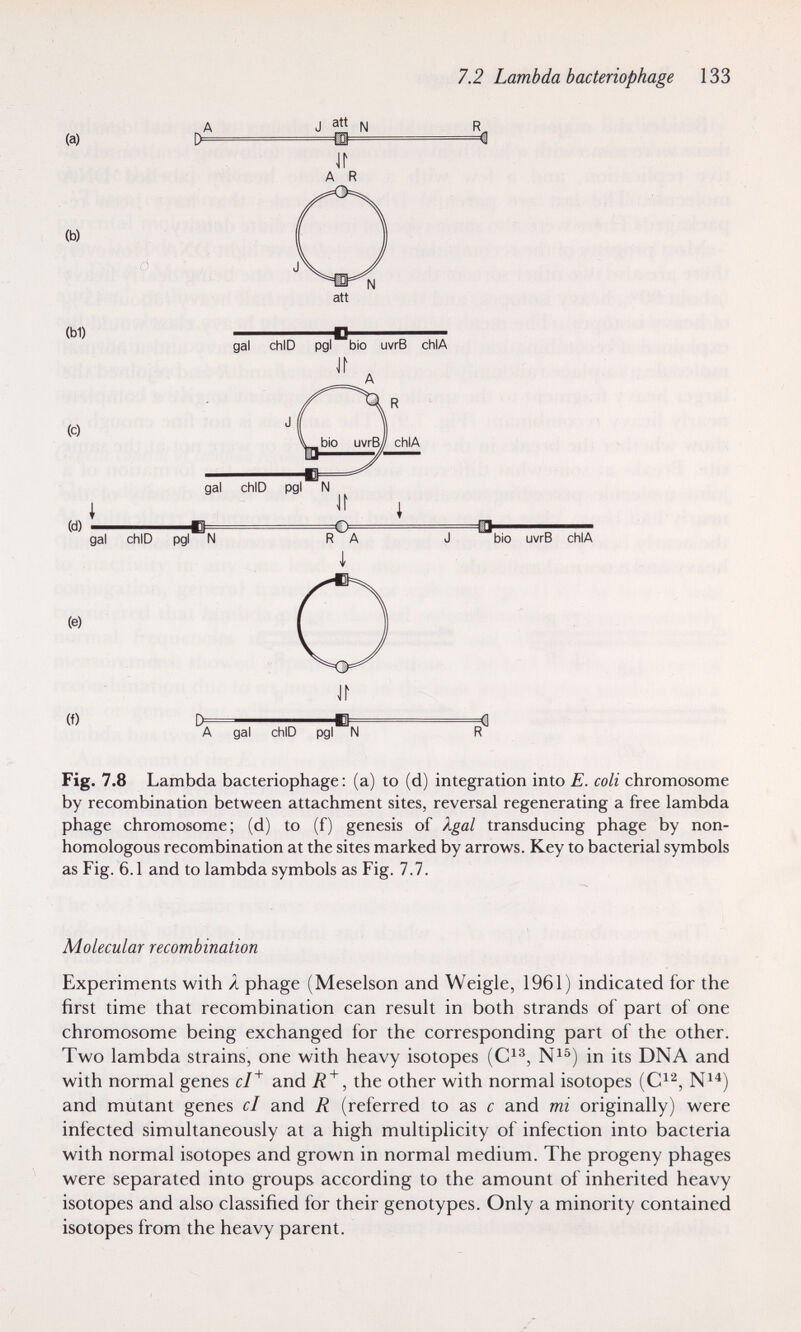 7.2 Lambda bacteriophage 133 (a) (b) (Ы) chID pgl bio uvrB chIA jr A (f) A gal chID pgl N Fig. 7.8 Lambda bacteriophage : (a) to (d) integration into E. coli chromosome by recombination between attachment sites, reversal regenerating a free lambda phage chromosome; (d) to (f) genesis of Xgal transducing phage by non¬ homologous recombination at the sites marked by arrows. Key to bacterial symbols as Fig. 6.1 and to lambda symbols as Fig. 7.7. Molecular recombination Experiments with A phage (Meselson and Weigle, 1961) indicated for the first time that recombination can result in both strands of part of one chromosome being exchanged for the corresponding part of the other. Two lambda strains, one with heavy isotopes (C^^, in its DNA and with normal genes cl'^ and , the other with normal isotopes (C^^, and mutant genes cl and R (referred to as с and mi originally) were infected simultaneously at a high multiplicity of infection into bacteria with normal isotopes and grown in normal medium. The progeny phages were separated into groups according to the amount of inherited heavy isotopes and also classified for their genotypes. Only a minority contained isotopes from the heavy parent.