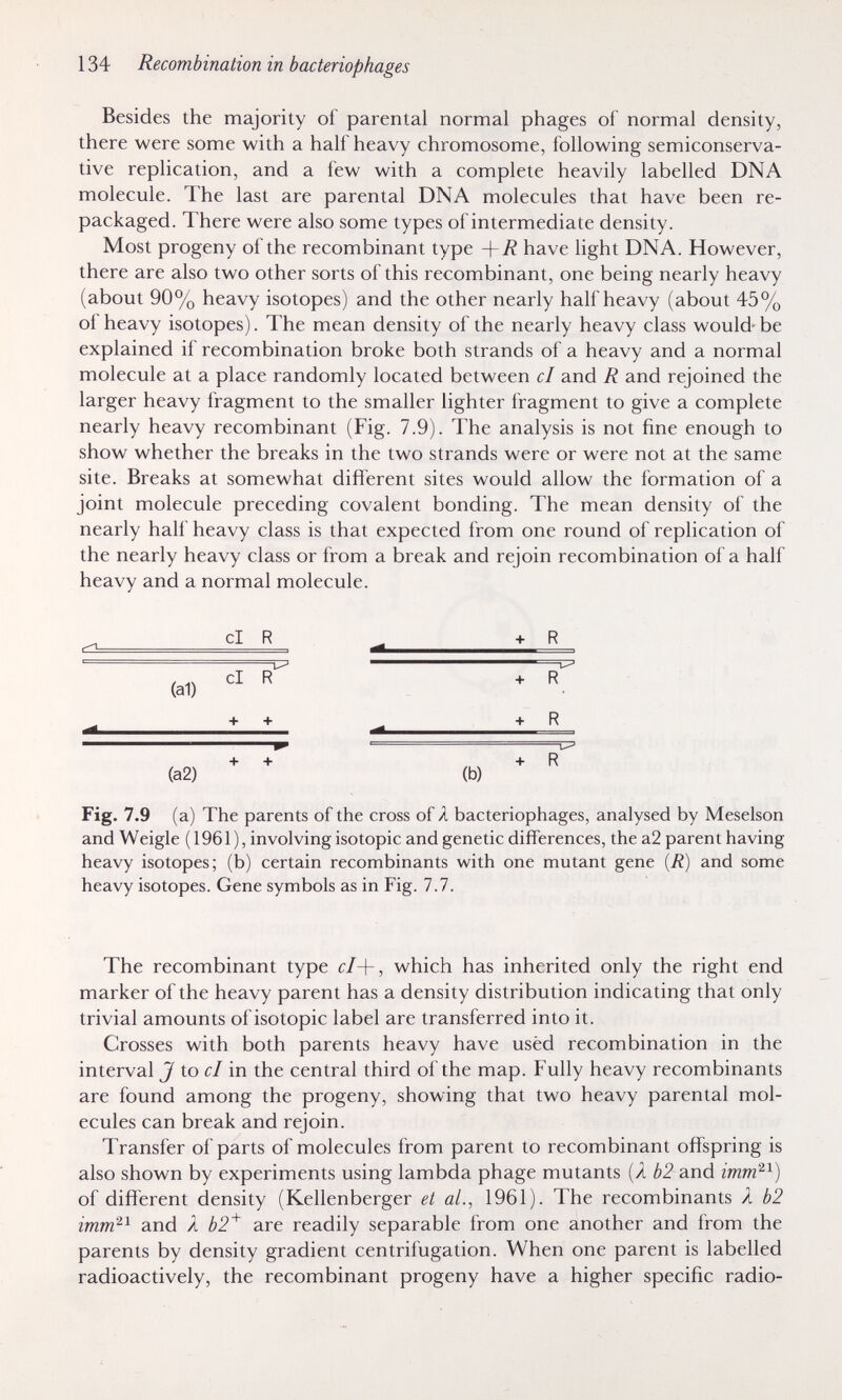 134 Recombination in bacteriophages Besides the majority of parental normal phages of normal density, there were some with a half heavy chromosome, following semiconserva- tive replication, and a few with a complete heavily labelled DNA molecule. The last are parental DNA molecules that have been re¬ packaged. There were also some types of intermediate density. Most progeny of the recombinant type have light DNA. However, there are also two other sorts of this recombinant, one being nearly heavy (about 90% heavy isotopes) and the other nearly half heavy (about 45% oí heavy isotopes). The mean density of the nearly heavy class would- be explained if recombination broke both strands of a heavy and a normal molecule at a place randomly located between cl and R and rejoined the larger heavy fragment to the smaller lighter fragment to give a complete nearly heavy recombinant (Fig. 7.9). The analysis is not fine enough to show whether the breaks in the two strands were or were not at the same site. Breaks at somewhat different sites would allow the formation of a joint molecule preceding covalent bonding. The mean density of the nearly half heavy class is that expected from one round of replication of the nearly heavy class or from a break and rejoin recombination of a half heavy and a normal molecule. , cl R + R (a1) + + + R + + + R (a2) (b) Fig. 7.9 (a) The parents of the cross of Я bacteriophages, analysed by Meselson and Weigle (1961), involving isotopie and genetic differences, the a2 parent having heavy isotopes; (b) certain recombinants with one mutant gene (i?) and some heavy isotopes. Gene symbols as in Fig. 7.7. The recombinant type с/+, which has inherited only the right end marker of the heavy parent has a density distribution indicating that only trivial amounts of isotopie label are transferred into it. Crosses with both parents heavy have used recombination in the interval J to с I in the central third of the map. Fully heavy recombinants are found among the progeny, showing that two heavy parental mol¬ ecules can break and rejoin. Transfer of parts of molecules from parent to recombinant offspring is also shown by experiments using lambda phage mutants (/ b2 and of different density (Kellenberger et al., 1961). The recombinants Я Ь2 imva^^ and Я Ь2^ are readily separable from one another and from the parents by density gradient centrifugation. When one parent is labelled radioactively, the recombinant progeny have a higher specific radio-