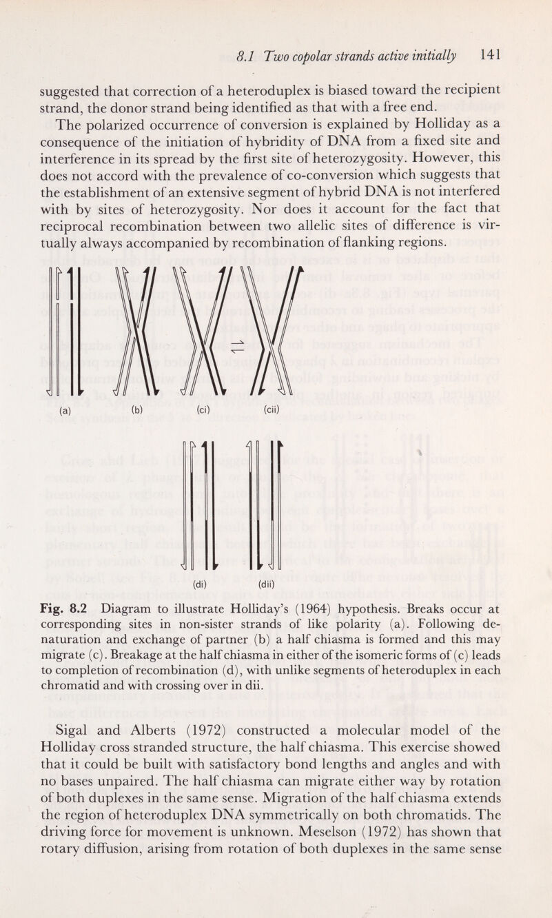 8.1 Two copolar strands active initially 141 suggested that correction of a heteroduplex is biased toward the recipient strand, the donor strand being identified as that with a free end. The polarized occurrence of conversion is explained by Holliday as a consequence of the initiation of hybridity of DNA from a fixed site and interference in its spread by the first site of heterozygosity. However, this does not accord with the prevalence of co-conversion which suggests that the establishment of an extensive segment of hybrid DNA is not interfered with by sites of heterozygosity. Nor does it account for the fact that reciprocal recombination between two allelic sites of difference is vir¬ tually always accompanied by recombination of ñanking regions. A (a) (b) (ci) (di) 4 41 n ^ 0 (di) r (dii) Fig. 8.2 Diagram to illustrate Holliday's (1964) hypothesis. Breaks occur at corresponding sites in non-sister strands of like polarity (a). Following de- naturation and exchange of partner (b) a half chiasma is formed and this may migrate (c). Breakage at the half chiasma in either of the isomeric forms of (c) leads to completion of recombination (d), with unlike segments of heteroduplex in each chromatid and with crossing over in dii. Sigal and Alberts (1972) constructed a molecular model of the Holliday cross stranded structure, the half chiasma. This exercise showed that it could be built with satisfactory bond lengths and angles and with no bases unpaired. The half chiasma can migrate either way by rotation of both duplexes in the same sense. Migration of the half chiasma extends the region of heteroduplex DNA symmetrically on both chromatids. The driving force for movement is unknown. Meselson (1972) has shown that rotary diffusion, arising from rotation of both duplexes in the same sense