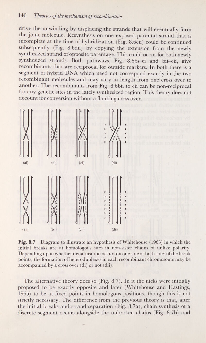 146 Theories of the mechanism of recombination drive the unwinding by displacing the strands that will eventually form the joint molecule. Resynthesis on one exposed parental strand that is incomplete at the time of hybridization (Fig. 8.6cii) could be continued subsequently (Fig. 8.6dii) by copying the extension from the newly synthesized strand of opposite parentage. This could occur for both newly synthesized strands. Both pathways, Fig. 8.6bi-ei and bii-eii, give recombinants that are reciprocal for outside markers. In both there is a segment of hybrid DNA which need not correspond exactly in the two recombinant molecules and may vary in length from one cross over to another. The recombinants from Fig. 8.6bii to eii can be non-reciprocal for any genetic sites in the lately synthesized region. This theory does not account for conversion without a flanking cross over. Fig. 8.7 Diagram to illustrate an hypothesis of Whitehouse (1963) in which the initial breaks are at homologous sites in non-sister chains of unlike polarity. Depending upon whether denatura tion occurs on one-side or both sides of the break points, the formation of heteroduplexes in each recombinant chromosome may be accompanied by a cross over (di) or not (dii). The alternative theory does so (Fig. 8.7). In it the nicks were initially proposed to be exactly opposite and later (Whitehouse and Hastings, 1965) to be at fixed points in homologous positions, though this is not strictly necessary. The diffierence from the previous theory is that, after the initial breaks and strand separation (Fig. 8.7a), chain synthesis of a discrete segment occurs alongside the unbroken chains (Fig. 8.7b) and