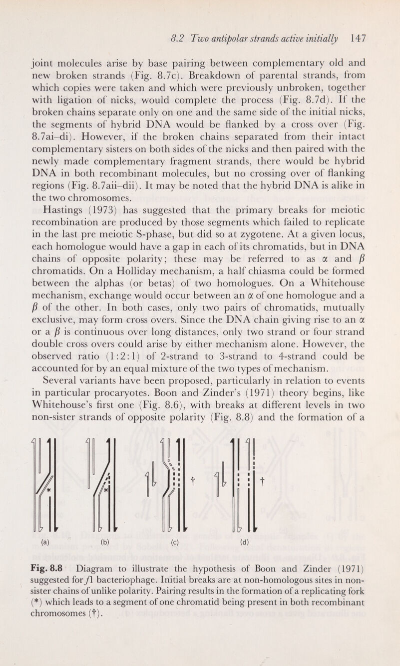 8.2 Two antipolar strands active initially 147 joint molecules arise by base pairing between complementary old and new broken strands (Fig. 8.7c). Breakdown of parental strands, from which copies were taken and which were previously unbroken, together with ligation of nicks, would complete the process (Fig. 8.7d). If the broken chains separate only on one and the same side of the initial nicks, the segments of hybrid DNA would be flanked by a cross over (Fig. 8.7ai-di). However, if the broken chains separated from their intact complementary sisters on both sides of the nicks and then paired with the newly made complementary fragment strands, there would be hybrid DNA in both recombinant molecules, but no crossing over of flanking regions (Fig. 8.7aii-dii). It may be noted that the hybrid DNA is alike in the two chromosomes. Hastings (1973) has suggested that the primary breaks for meiotic recombination are produced by those segments which failed to replicate in the last pre meiotic S-phase, but did so at zygotene. At a given locus, each homologue would have a gap in each of its chromatids, but in DNA chains of opposite polarity; these may be referred to as a and ß chromatids. On a Holliday mechanism, a half chiasma could be formed between the alphas (or betas) of two homologues. On a Whitehouse mechanism, exchange would occur between an a of one homologue and a ß of the other. In both cases, only two pairs of chromatids, mutually exclusive, may form cross overs. Since the DNA chain giving rise to an a or a is continuous over long distances, only two strand or four strand double cross overs could arise by either mechanism alone. However, the observed ratio (1:2:1) of 2-strand to 3-strand to 4-strand could be accounted for by an equal mixture of the two types of mechanism. Several variants have been proposed, particularly in relation to events in particular procaryotes. Boon and Zinder's (1971) theory begins, like Whitehouse's first one (Fig. 8.6), with breaks at different levels in two non-sister strands of opposite polarity (Fig. 8.8) and the formation of a Fig. 8.8 Diagram to illustrate the hypothesis of Boon and Zinder (1971) suggested forß. bacteriophage. Initial breaks are at non-homologous sites in non- sister chains of unlike polarity. Pairing results in the formation of a replicating fork (*) which leads to a segment of one chromatid being present in both recombinant chromosomes (|).