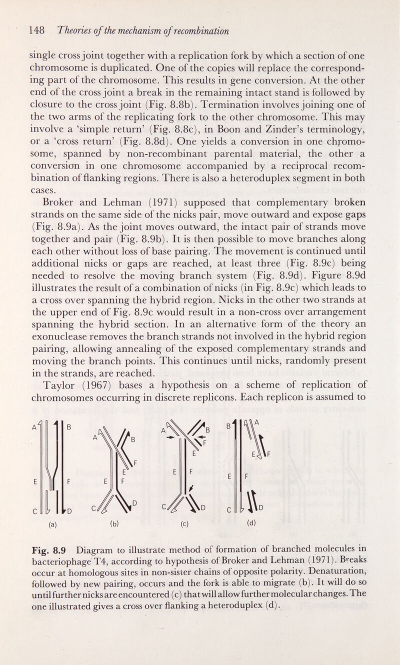 148 Theories of the mechanism of recombination single cross joint together with a replication fork by which a section of one chromosome is duplicated. One of the copies will replace the correspond¬ ing part of the chromosome. This results in gene conversion. At the other end of the cross joint a break in the remaining intact stand is followed by closure to the cross joint (Fig. 8.8b). Termination involves joining one of the two arms of the replicating fork to the other chromosome. This may involve a 'simple return' (Fig. 8.8c), in Boon and Zinder's terminology, or a 'cross return' (Fig. 8.8d). One yields a conversion in one chromo¬ some, spanned by non-recombinant parental material, the other a conversion in one chromosome accompanied by a reciprocal recom¬ bination of flanking regions. There is also a heteroduplex segment in both cases. Broker and Lehman (1971) supposed that complementary broken strands on the same side of the nicks pair, move outward and expose gaps (Fig. 8.9a). As the joint moves outward, the intact pair of strands move together and pair (Fig. 8.9b). It is then possible to move branches along each other without loss of base pairing. The movement is continued until additional nicks or gaps are reached, at least three (Fig. 8.9c) being needed to resolve the moving branch system (Fig. 8.9d). Figure 8.9d illustrates the result of a combination of nicks (in Fig. 8.9c) which leads to a cross over spanning the hybrid region. Nicks in the other two strands at the upper end of Fig. 8.9c would result in a non-cross over arrangement spanning the hybrid section. In an alternative form of the theory an exonuclease removes the branch strands not involved in the hybrid region pairing, allowing annealing of the exposed complementary strands and moving the branch points. This continues until nicks, randomly present in the strands, are reached. Taylor (1967) bases a hypothesis on a scheme of replication of chromosomes occurring in discrete replicons. Each replicón is assumed to Fig. 8.9 Diagram to illustrate method of formation of branched molecules in bacteriophage T4, according to hypothesis of Broker and Lehman (1971). Breaks occur at homologous sites in non-sister chains of opposite polarity. Denaturation, followed by new pairing, occurs and the fork is able to migrate (b). It will do so until further nicks are encountered (c) that will allow further molecular changes. The one illustrated gives a cross over flanking a heteroduplex (d). (b) (c) (d)