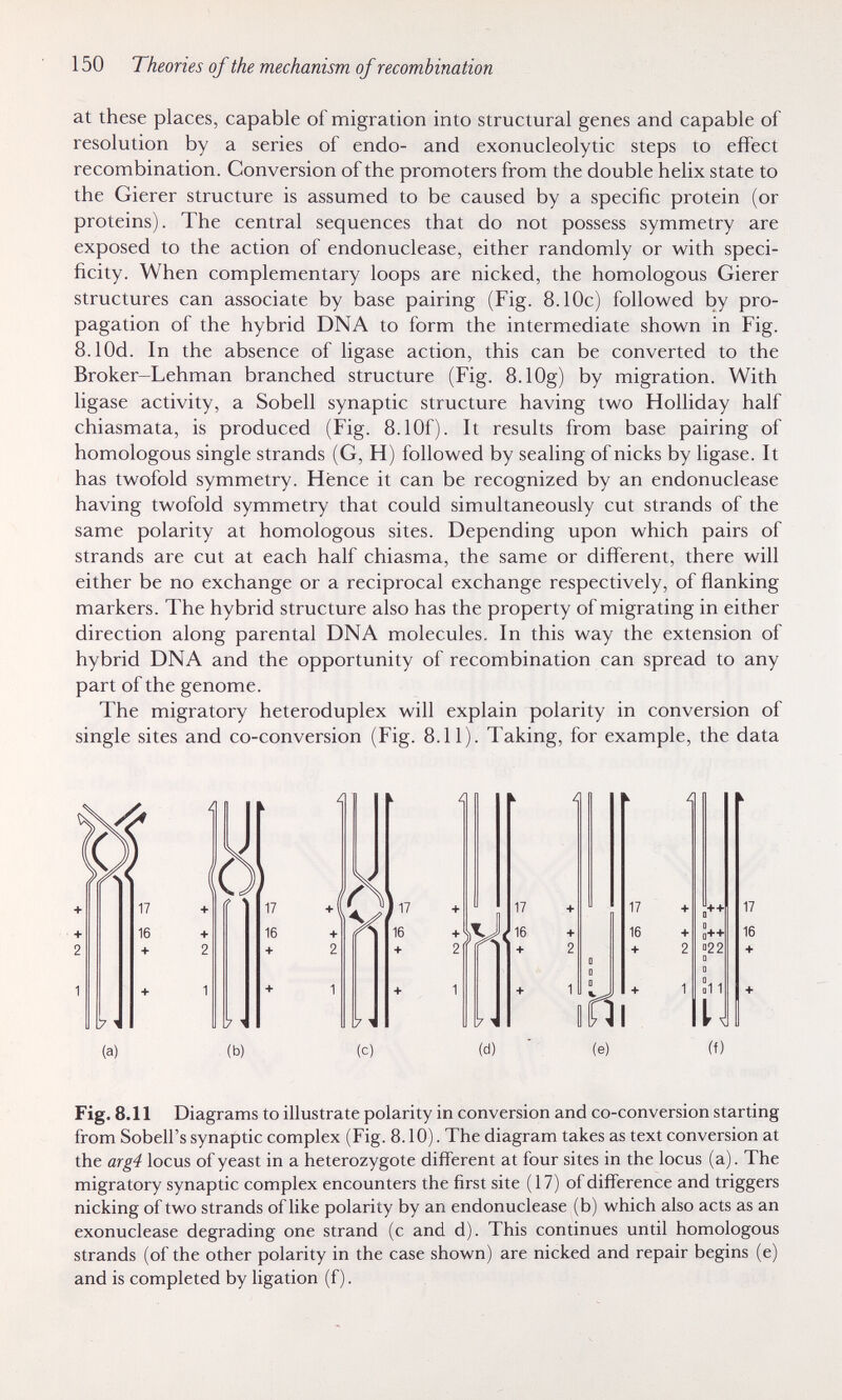 150 Theories of the mechanism of recombination at these places, capable of migration into structural genes and capable of resolution by a series of endo- and exonucleolytic steps to effect recombination. Conversion of the promoters from the double helix state to the Gierer structure is assumed to be caused by a specific protein (or proteins). The central sequences that do not possess symmetry are exposed to the action of endonuclease, either randomly or with speci¬ ficity. When complementary loops are nicked, the homologous Gierer structures can associate by base pairing (Fig. 8.10c) followed by pro¬ pagation of the hybrid DNA to form the intermediate shown in Fig. 8.10d. In the absence of ligase action, this can be converted to the Broker-Lehman branched structure (Fig. 8.10g) by migration. With ligase activity, a Sobell synaptic structure having two Holliday half chiasmata, is produced (Fig. 8.10f). It results from base pairing of homologous single strands (G, H) followed by sealing of nicks by ligase. It has twofold symmetry. Hence it can be recognized by an endonuclease having twofold symmetry that could simultaneously cut strands of the same polarity at homologous sites. Depending upon which pairs of strands are cut at each half chiasma, the same or different, there will either be no exchange or a reciprocal exchange respectively, of flanking markers. The hybrid structure also has the property of migrating in either direction along parental DNA molecules. In this way the extension of hybrid DNA and the opportunity of recombination can spread to any part of the genome. The migratory heteroduplex will explain polarity in conversion of single sites and co-conversion (Fig. 8.11). Taking, for example, the data Fig. 8.11 Diagrams to illustrate polarity in conversion and co-conversion starting from Sobell's synaptic complex (Fig. 8.10). The diagram takes as text conversion at the arg4 locus of yeast in a heterozygote different at four sites in the locus (a). The migratory synaptic complex encounters the first site (17) of difference and triggers nicking of two strands oOike polarity by an endonuclease (b) which also acts as an exonuclease degrading one strand (c and d). This continues until homologous strands (of the other polarity in the case shown) are nicked and repair begins (e) and is completed by ligation (f).