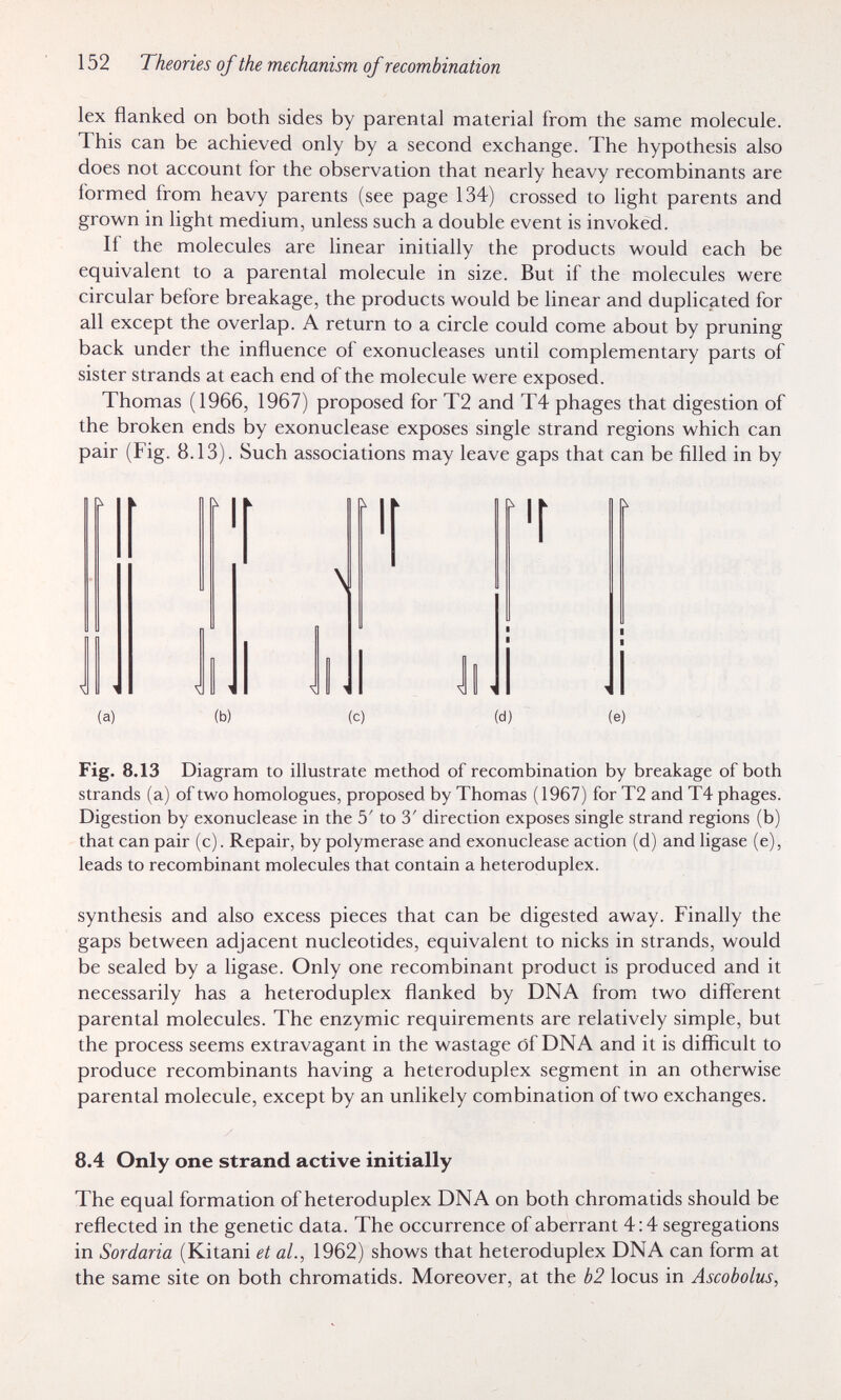 152 Theories of the mechanism of recombination lex flanked on both sides by parental material from the same molecule. This can be achieved only by a second exchange. The hypothesis also does not account for the observation that nearly heavy recombinants are formed from heavy parents (see page 134) crossed to light parents and grown in light medium, unless such a double event is invoked. If the molecules are linear initially the products would each be equivalent to a parental molecule in size. But if the molecules were circular before breakage, the products would be linear and duplicated for all except the overlap. A return to a circle could come about by pruning back under the influence of exonucleases until complementary parts of sister strands at each end of the molecule were exposed. Thomas (1966, 1967) proposed for T2 and T4 phages that digestion of the broken ends by exonuclease exposes single strand regions which can pair (Fig. 8.13). Such associations may leave gaps that can be filled in by Kl u i (a) \\ U 1 (b) \ li 1 (с) (d) (e) Fig. 8.13 Diagram to illustrate method of recombination by breakage of both strands (a) of two homologues, proposed by Thomas (1967) for T2 and T4 phages. Digestion by exonuclease in the 5' to 3' direction exposes single strand regions (b) that can pair (c). Repair, by polymerase and exonuclease action (d) and ligase (e), leads to recombinant molecules that contain a heteroduplex. synthesis and also excess pieces that can be digested away. Finally the gaps between adjacent nucleotides, equivalent to nicks in strands, would be sealed by a ligase. Only one recombinant product is produced and it necessarily has a heteroduplex flanked by DNA from two different parental molecules. The enzymic requirements are relatively simple, but the process seems extravagant in the wastage of DNA and it is difficult to produce recombinants having a heteroduplex segment in an otherwise parental molecule, except by an unlikely combination of two exchanges. 8.4 Only one strand active initially The equal formation of heteroduplex DNA on both chromatids should be reflected in the genetic data. The occurrence of aberrant 4; 4 segregations in Sordaria (Kitani et al., 1962) shows that heteroduplex DNA can form at the same site on both chromatids. Moreover, at the b2 locus in Ascobolus,