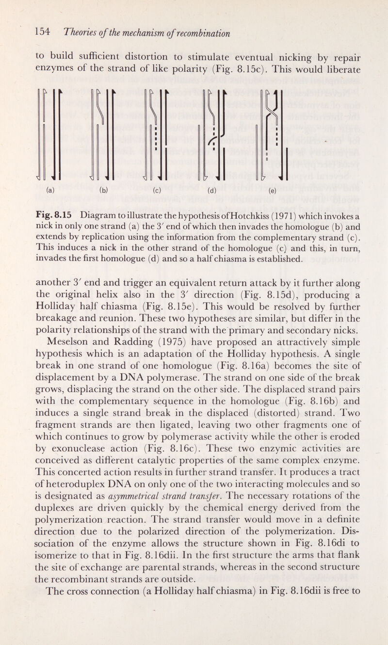 154 Theories of the mechanism of recombination to build sufficient distortion to stimulate eventual nicking by repair enzymes of the strand of like polarity (Fig. 8.15c). This would liberate (a) (b) (c) (d) (e) Fig. 8.15 Diagram to illustrate the hypothesis ofHotchkiss (1971) which invokes a nick in only one strand (a) the 3' end of which then invades the homologue (b) and extends by replication using the information from the complementary strand (c). This induces a nick in the other strand of the homologue (с) and this, in turn, invades the first homologue (d) and so a half chiasma is established. another 3' end and trigger an equivalent return attack by it further along the original helix also in the 3' direction (Fig. 8.15d), producing a Holliday half chiasma (Fig. 8.15e). This would be resolved by further breakage and reunion. These two hypotheses are similar, but differ in the polarity relationships of the strand with the primary and secondary nicks. Meselson and Radding (1975) have proposed an attractively simple hypothesis which is an adaptation of the Holliday hypothesis. A single break in one strand of one homologue (Fig. 8.16a) becomes the site of displacement by a DNA polymerase. The strand on one side of the break grows, displacing the strand on the other side. The displaced strand pairs with the complementary sequence in the homologue (Fig. 8.16b) and induces a single strand break in the displaced (distorted) strand. Two fragment strands are then ligated, leaving two other fragments one of which continues to grow by polymerase activity while the other is eroded by exonuclease action (Fig. 8.16c). These two enzymic activities are conceived as different catalytic properties of the same complex enzyme. This concerted action results in further strand transfer. It produces a tract of heteroduplex DNA on only one of the two interacting molecules and so is designated as asymmetrical strand transjer. The necessary rotations of the duplexes are driven quickly by the chemical energy derived from the polymerization reaction. The strand transfer would move in a definite direction due to the polarized direction of the polymerization. Dis¬ sociation of the enzyme allows the structure shown in Fig. 8.16di to isomerize to that in Fig. 8.1 Sdii. In the first structure the arms that flank the site of exchange are parental strands, whereas in the second structure the recombinant strands are outside. The cross connection (a Holliday half chiasma) in Fig. 8.16dii is free to