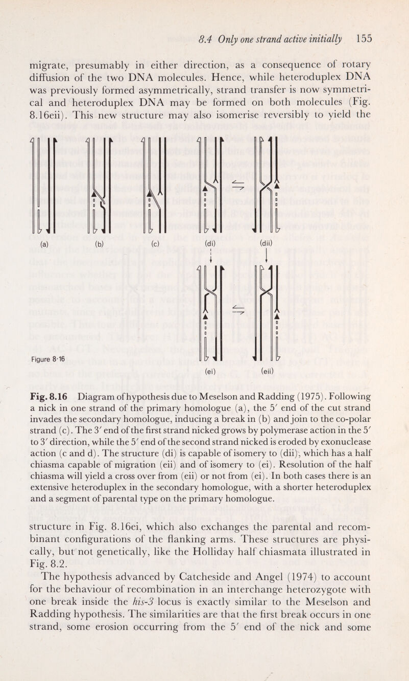 8.4 Only one strand active initially 155 migrate, presumably in either direction, as a consequence of rotary diffusion of the two DNA molecules. Hence, while heteroduplex DNA was previously formed asymmetrically, strand transfer is now symmetri¬ cal and heteroduplex DNA may be formed on both molecules (Fig. 8.16eii). This new structure may also isomerise reversibly to yield the Fig. 8.16 Diagram of hypothesis due to Meselson and Radding (1975). Following a nick in one strand of the primary homologue (a), the 5' end of the cut strand invades the secondary homologue, inducing a break in (b) and join to the co-polar strand (c). The 3' end of the first strand nicked grows by polymerase action in the 5' to 3' direction, while the 5' end of the second strand nicked is eroded by exonuclease action (c and d). The structure (di) is capable of isomery to (dii), which has a half chiasma capable of migration (eii) and of isomery to (ei). Resolution of the half chiasma will yield a cross over from (eii) or not from (ei). In both cases there is an extensive heteroduplex in the secondary homologue, with a shorter heteroduplex and a segment of parental type on the primary homologue. structure in Fig. 8.16ei, which also exchanges the parental and recom¬ binant configurations of the flanking arms. These structures are physi¬ cally, but not genetically, like the Holliday half chiasmata illustrated in Fig. 8.2. The hypothesis advanced by Catcheside and Angel (1974) to account for the behaviour of recombination in an interchange heterozygote with one break inside the his-3 locus is exactly similar to the Meselson and Radding hypothesis. The similarities are that the first break occurs in one strand, some erosion occurring from the 5' end of the nick and some