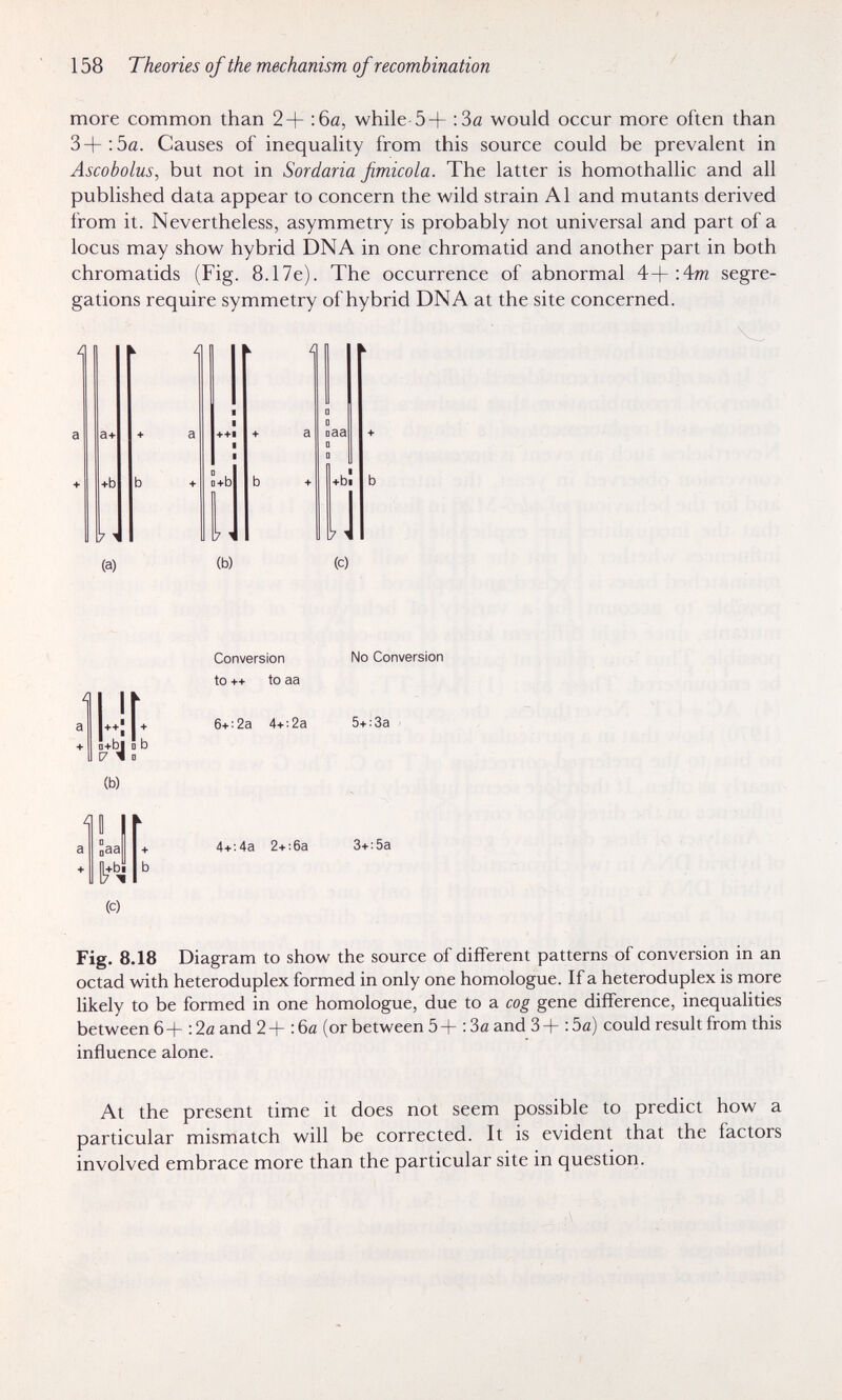 158 Theories of the mechanism of recombination more common than 2+ :6й, while 5+ :3a would occur more often than 3+:5a. Causes of inequality from this source could be prevalent in Ascobolus, but not in Sordaria fimicola. The latter is homothallic and all published data appear to concern the wild strain Al and mutants derived from it. Nevertheless, asymmetry is probably not universal and part of a locus may show hybrid DNA in one chromatid and another part in both chromatids (Fig. 8.17e). The occurrence of abnormal A-\-'Am segre¬ gations require symmetry of hybrid DNA at the site concerned. D naa I +b D+b +bi l7 (a) 17 (b) (c) 41 a Mi- a b и (b) 0 I Saa 1*4 (C) Conversion No Conversion to ++ to aa 6+■2a 4+■2a 5^fi3a А*'Ла 2-f;6a 3^f:5a Fig. 8.18 Diagram to show the source of different patterns of conversion in an octad with heteroduplex formed in only one homologue. If a heteroduplex is more likely to be formed in one homologue, due to a cog gene difference, inequalities between 6 + : 2a and 2 + : 6a (or between 5 + : 3a and 3 + : 5a) could result from this influence alone. At the present time it does not seem possible to predict how a particular mismatch will be corrected. It is evident that the factors involved embrace more than the particular site in question.