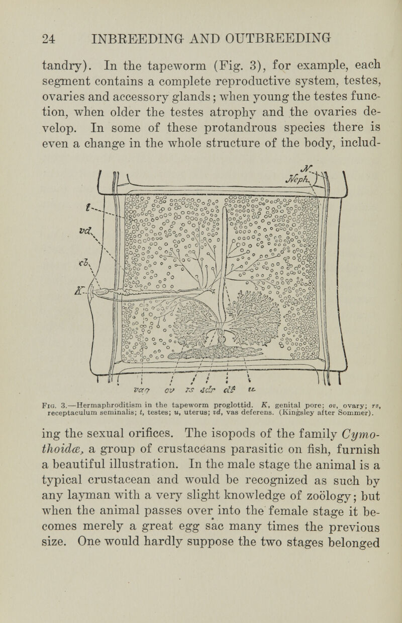 24 INBREEDINO AND OUTBREEDING tandry). In the tapeworm (Fig. 3), for example, each segment contains a complete reproductive system, testes, ovaries and accessory glands ; when young the testes func¬ tion, when older the testes atrophy and the ovaries de¬ velop. In some of these protandrous species there is even a change in the whole structure of the body, includ- Fig. 3.—Hermaphroditism in the tapeworm proglottid. K, genital pore; ov, ovary; rs, receptaculum seminahs; t, testes; u, uterus; vd, vas deferens. (Kingsley after Sommer). ing the sexual orifices. The isopods of the family Cymo- thoidœ, a group of crustaceans parasitic on fish, furnish a beautiful illustration. In the male stage the animal is a typical crustacean and would be recognized as such by any layman with a very slight knowledge of zoology; but when the animal passes over into the female stage it be¬ comes merely a great egg sac many times the previous size. One would hardly suppose the two stages belonged