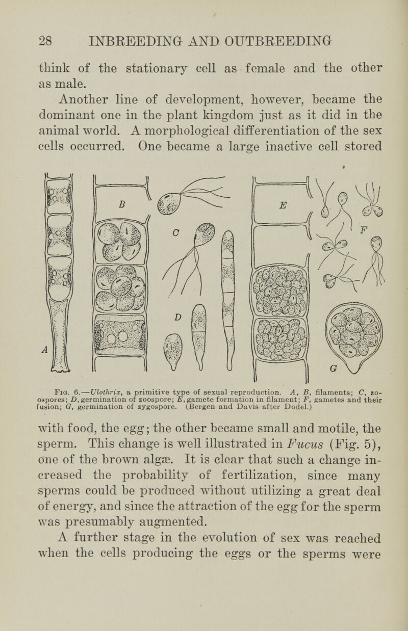 28 INBREEDING AND OUTBREEDING think of the stationary cell as female and the other as male. Another line of development, hoAvever, became the dominant one in the plant kingdom just as it did in the animal world. A morphological differentiation of the sex cells occurred. One became a large inactive cell stored fusion; G, germination of zygospore. (Bergen and Davis after Dodel.) with food, the egg ; the other became small and motile, the sperm. This change is well illustrated in Fucus (Fig. 5), one of the brown alg£e. It is clear that such a change in¬ creased the probability of fertilization, since many sperms could be produced without utilizing a great deal of energy, and since the attraction of the egg for the sperm was presumably augmented. A further stage in the evolution of sex was reached when the cells producing the eggs or the sperms were