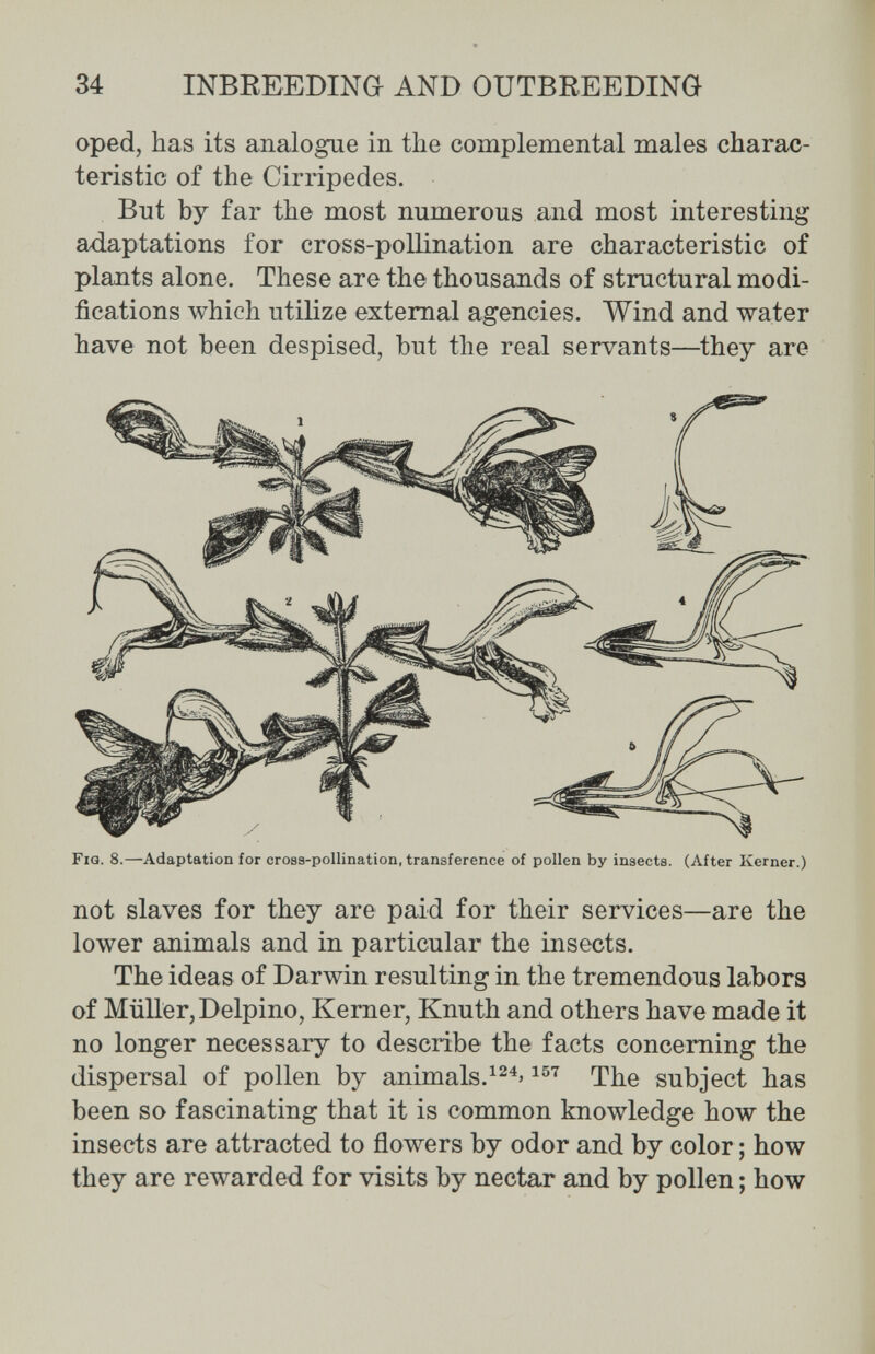 34 INBREEDINa AND OUTBREEDING oped, has its analogue in the complementa! males charac¬ teristic of the Cirripedes. But by far the most numerous and most interesting adaptations for cross-pollination are characteristic of plants alone. These are the thousands of structural modi¬ fications which utilize external agencies. Wind and water have not been despised, but the real servants—they are Fig. 8.—Adaptation for cross-pollination, transference of pollen by insects. (After Kerner.) not slaves for they are paid for their services—are the lower animals and in particular the insects. The ideas of Darwin resulting in the tremendous labors of Müller, Delpino, Kerner, Knuth and others have made it no longer necessary to describe the facts concerning the dispersal of pollen by animals.The subject has been so fascinating that it is common knowledge how the insects are attracted to flowers by odor and by color ; how they are rewarded for visits by nectar and by pollen ; how