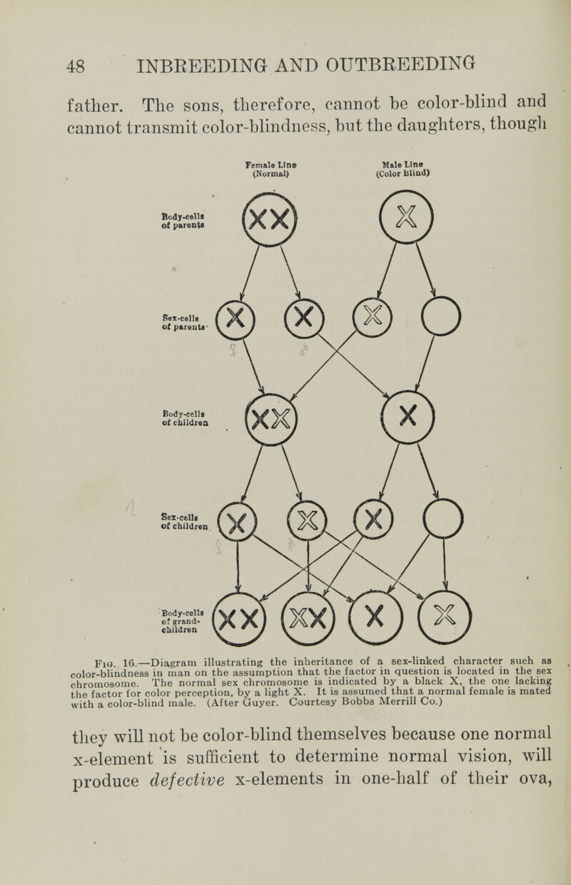 48 INBREEDING AND OUTBREEDING father. The sons, therefore, cannot be color-blind and cannot transmit color-blindness, but the daughters, though Female Line Male Line (Normal) (Color blind) Fig. 16.—Diagram illustrating the inheritance of a sex-linked character such as color-blindness in man on the assumption that the factor in question is located in the sex chromosome. The normal sex chromosome is indicated by a black X, the one lacking the factor for color perception, by a light X. It is assumed that a normal female is mated with a color-blind male. (After Guyer. Courtesy Bobbs Merrill Co.) tliey will not be color-blind themselves because one normal x-element is sufficient to determine normal vision, will produce defective x-elements in one-half of their ova,