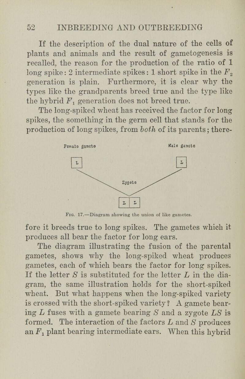 52 INBEEEDING AND OUTBREEDING If the description of the dual nature of the cells of plants and animals and the result of gametogenesis is recalled, the reason for the production of the ratio of 1 long spike : 2 intermediate spikes : 1 short spike in the F.¿ generation is plain. Furthermore, it is clear why the types like the grandparents breed true and the type like the hybrid generation does not breed true. The long-spiked wheat has received the factor for long spikes, the something in the germ cell that stands for the production of long spikes, from both of its parents ; there- Penals gamete ИаХе ¿anste И ш Fig. 17.—Diagram showing the union of like gametes. fore it breeds true to long spikes. The gametes which it produces all bear the factor for long ears. The diagram illustrating the fusion of the parental gametes, shows why the long-spiked wheat produces gametes, each of which bears the factor for long spikes. If the letter S is substituted for the letter L in the dia¬ gram, the same illustration holds for the short-spiked wheat. But what happens when the long-spiked variety is crossed with the short-spiked variety? A gamete bear¬ ing L fuses with a gamete bearing S and a zygote LS is formed. The interaction of the factors L and 8 produces an plant bearing intermediate ears. When this hybrid