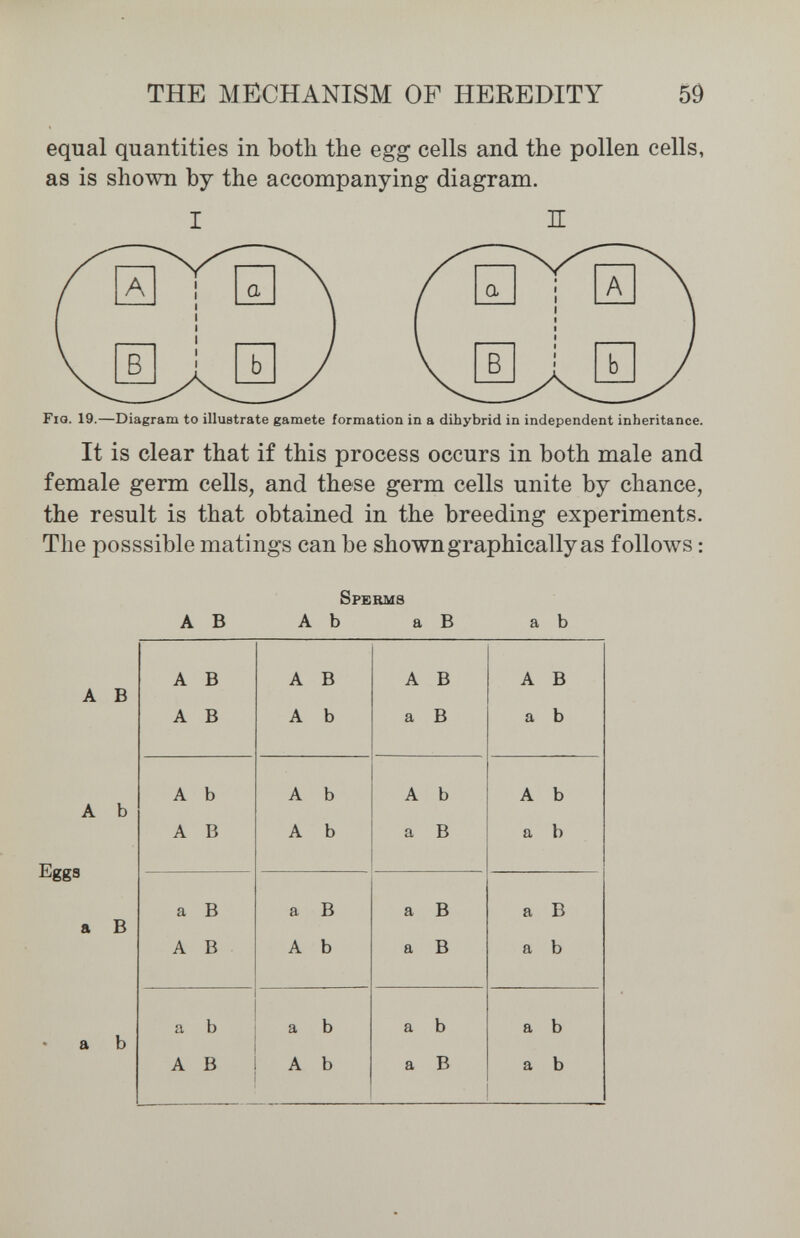 THE MECHANISM OF HEREDITY 59 equal quantities in both the egg cells and the pollen cells, as is shown by the accompanying diagram. I П Fio. 19.—Diagram to illustrate gamete formation in a dihybrid in independent inheritance. It is clear that if this process occurs in both male and female germ cells, and these germ cells unite by chance, the result is that obtained in the breeding experiments. The posssible matings can be shown graphically as follows : Sperms AB Ab аВ ab A В A b Eggs a В a b