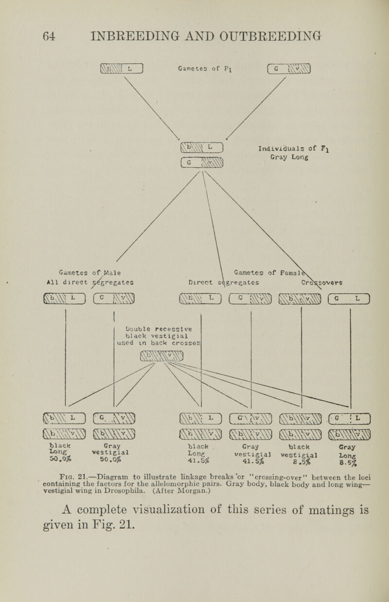 64 INBREEDING AND OUTBREEDING Individuals of Fj Gray Long Gametes of Male All direct ^^^i-egates ЕЖИ) CE^ Gametes of Ferna 1( Direct segregates Cro^sovere QZHD liouble recessive blacVt vestigial used in bacW crosses ЖЕЗ EEi Ъ1аск Long 5O.0J& Cray vestigial SO.OJS iJ 1 °чУл\у) K\b\w.\^ GUED ®ШЭ КЬШу,\\| Ъ1аск Gray black Cray Long vestigial vestigial Long 41.5^ ^.5% 8.55t 8.57, Fig. 21.—Diagram to illustrate linkage breaks'or crossing-over between the loci containing the factors for the allelomorphic pairs. Gray body, black body and long wing— vestigial wing in Drosophila. (After Morgan.) A complete visualization of this series of matings is given in Fig. 21.