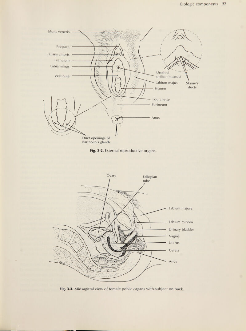 Biologie components Möns veneris Prepuce Clans clitoris Frenulum Labia minus  i Urethral orifice (meatus) Labium majus Skene's Hymen ducts Fourchette Perineum Anus Duct openings of Bartholin's glands Fig- 3-2. External reproductive organs. Ovary Fallopian tube Labium majora Labium minora Urinary bladder Vagina Uterus Cervix Anus Fig. 3-3. Midsagitta! view of female pelvic organs with subject on back.