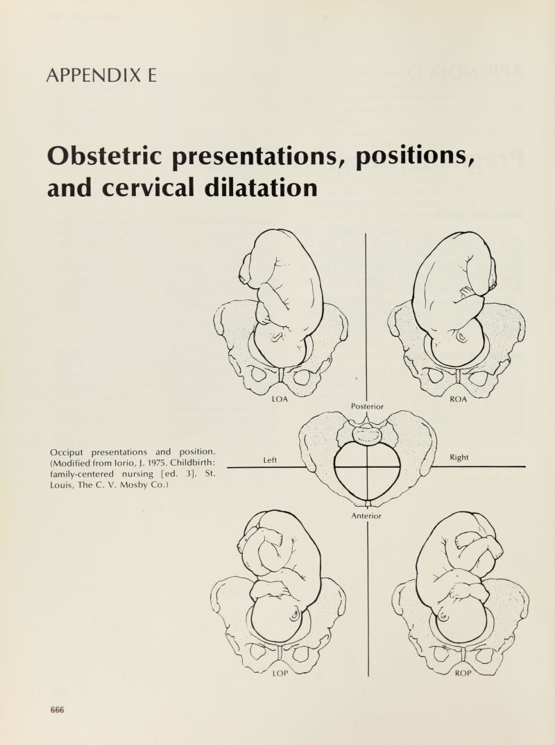 APPENDIX E Obstetric presentations^ positions^ and cervical dilatation 666