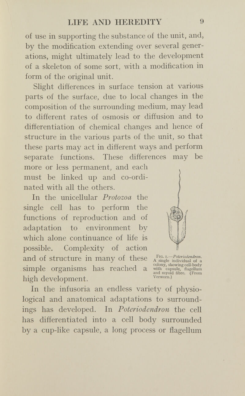 LIFE AND HEREDITY 9 of use in supporting the substance of the unit, and, by the modification extending over several gener¬ ations, might ultimately lead to the development of a skeleton of some sort, with a modification in form of the original unit. Slight differences in surface tension at various parts of the surface, due to local changes in the composition of the surrounding medium, may lead to different rates of osmosis or diffusion and to differentiation of chemical changes and hence of structure in the various parts of the unit, so that these parts may act in different ways and perform separate functions. These differences may be more or less permanent, and each must be linked up and co-ordi¬ nated with all the others. In the unicellular Protozoa the single cell has to perform the functions of reproduction and of adaptation to environment by which alone continuance of life is possible. Complexity of action and of structure in many of these simple organisms has reached a high development. In the infusoria an endless variety of physio¬ logical and anatomical adaptations to surround¬ ings has developed. In Poteriodendron the cell has differentiated into a cell body surrounded by a cup-like capsule, a long process or flagellum Fig. i.—Poteriodendron. A single individual of a colony, showing cell-body with capsule, flagellum and myoid fibre. (From Verworn.)