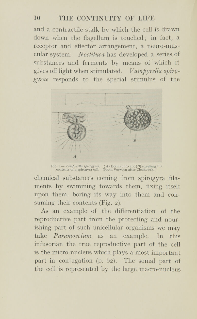 10 THE CONTINUITY OF LIFE and a contractile stalk by which the cell is drawn down when the flagellum is touched ; in fact, a receptor and efíector arrangement, a neuro-mus- cular system. Noctiluca has developed a series of substances and ferments by means of which it gives off light when stimulated. Vampyrelia spiro- gyrae responds to the special stimulus of the A Fig 2.— Vampyrella spirogyrae. ( Л) Boring into and(ß) engulfing the contents of a spirogyra cell. (From Verworn after Cleukowski.) chemical substances coming from spirogyra fila¬ ments by swimming towards them, fixing itself upon them, boring its way into them and con¬ suming their contents (Fig. 2). As an example of the differentiation of the reproductive part from the protecting and nour¬ ishing part of such unicellular organisms we may take Par amo ecium as an example. In this infusorian the true reproductive part of the cell is the micro-nucleus which plays a most important part in conjugation (p. 62). The somal part of the cell is represented by the large macro-nucleus