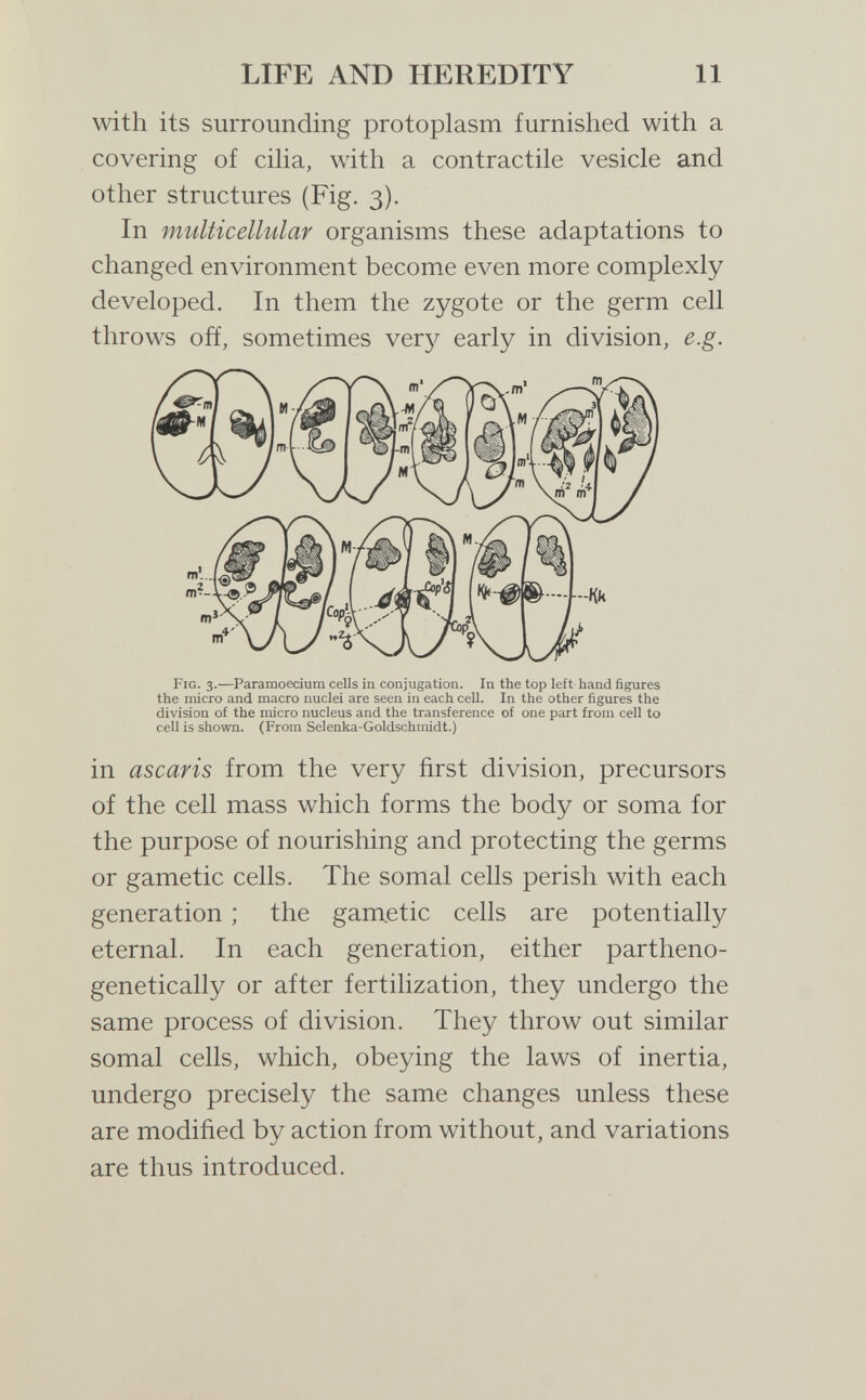 LIFE AND HEREDITY 11 with its surrounding protoplasm furnished with a covering of ciha, with a contractile vesicle and other structures (Fig. 3). In multicellular organisms these adaptations to changed environment become even more complexly developed. In them the zygote or the germ cell throws off, sometimes ver}^ early in division, e.g. Fig. 3.—Paramoecium cells in conjugation. In the top left hand figures the micro and macro nuclei are seen in each cell. In the other figures the division of the micro nucleus and the transference of one part from cell to cell is shovra. (From Selenka-Goldschmidt.) in ascaris from the very first division, precursors of the cell mass which forms the body or soma for the purpose of nourishing and protecting the germs or gametic cells. The somal cells perish with each generation ; the gam.etic cells are potentially eternal. In each generation, either partheno- genetically or after fertilization, they undergo the same process of division. They throw out similar somal cells, which, obeying the laws of inertia, undergo precisely the same changes unless these are modified by action from without, and variations are thus introduced.