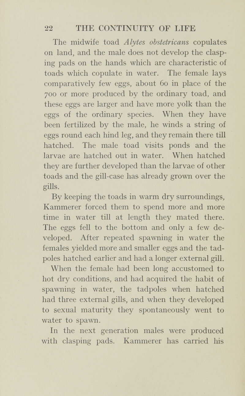 22 THE CONTINUITY OF LIFE The midwife toad Alytes obstetricans copulates on land, and the male does not develop the clasp¬ ing pads on the hands which are characteristic of toads which copulate in water. The female lays comparatively few eggs, about 60 in place of the 700 or more produced by the ordinary toad, and these eggs are larger and have more yolk than the eggs of the ordinary species. When they have been fertilized by the male, he winds a string of eggs round each hind leg, and they remain there till hatched. The male toad visits ponds and the larvae are hatched out in water. When hatched they are further developed than the larvae of other toads and the gill-case has already grown over the gills. By keeping the toads in warm dry surroundings. Kammerer forced them to spend more and more time in water till at length they mated there. The eggs fell to the bottom and only a few de¬ veloped. After repeated spawning in water the females yielded more and smaller eggs and the tad¬ poles hatched earlier and had a longer external gill. When the female had been long accustomed to hot dry conditions, and had acquired the habit of spawning in water, the tadpoles when hatched had three external gills, and when they developed to sexual maturity they spontaneously went to water to spawn. In the next generation males were produced with clasping pads. Kammerer has carried his