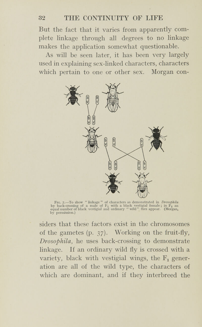 32 THE CONTINUITY OF LIFE But the fact that it varies from apparently com¬ plete linkage through all degrees to no linkage makes the application somewhat questionable. As will be seen later, it has been very largely used in explaining sex-linked characters, characters which pertain to one or other sex. Morgan con- Fig. 7.—To show  linkage  of characters as demonstrated in Drosophila by back-crossing of a male of Fi with a black vestigial female ; in F2 an equal number of black vestigial and ordinary wild flies appear. (Morgan, by permission.) siders that these factors exist in the chromosomes of the gametes (p. 37). Working on the fruit-fly, Drosophila, he uses back-crossing to demonstrate linkage. If an ordinary wild fly is crossed with a variety, black with vestigial wings, the Fj gener¬ ation are all of the wild type, the characters of which are dominant, and if they interbreed the