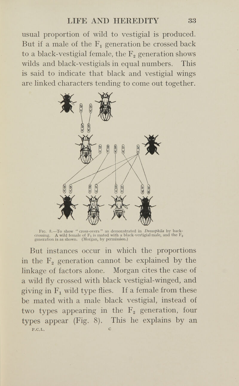 LIFE AND HEREDITY 33 usual proportion of wild to vestigial is produced. But if a male of the Fj generation be crossed back to a black-vestigial female, the Fg generation shows wilds and black-vestigials in equal numbers. This is said to indicate that black and vestigial wings are linked characters tending to come out together. Fig. 8.—To show  cross-overs  as demonstrated in Drosophila by back- crossing. A wild female of Fi is mated with a black-vestigial male, and the F2 generation is as shown. (Morgan, by permission.) But instances occur in which the proportions in the F2 generation cannot be explained by the linkage of factors alone. Morgan cites the case of a wild fly crossed with black vestigial-winged, and giving in Fl wild type flies. If a female from these be mated with a male black vestigial, instead of two types appearing in the Fa generation, four types appear (Fig. 8). This he explains by an P.C.L. С