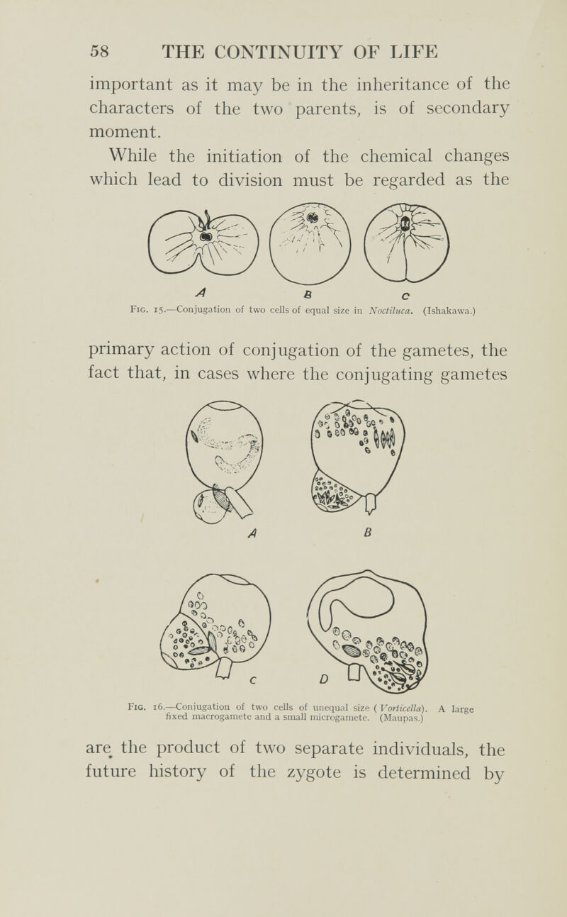 58 THE CONTINUITY OF LIFE important as it may be in the inheritance of the characters of the two parents, is of secondary moment. While the initiation of the chemical changes which lead to division must be regarded as the в с Fig. 15.—Conjugation of two cells of equal size in Noctiluca. (Ishakawa.) primary action of conjugation of the gametes, the fact that, in cases where the conjugating gametes are^ the product of two separate individuals, the future history of the zygote is determined by