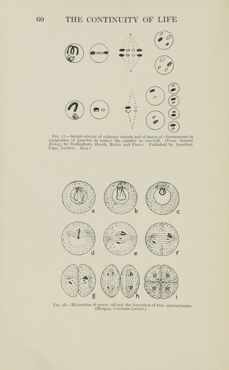 THE CONTINUITY OF LIFE I . ' 1 ' \ cp 9 Fig. i7-—Simple scheme of ordinary mitosis and of fusion of chromosomes in maturation of gametes to reduce the number to one-half. (From General Biology by Burlingham, Heath, Martin and Pierce. Published by Jonathan Cape, London. 1923.)