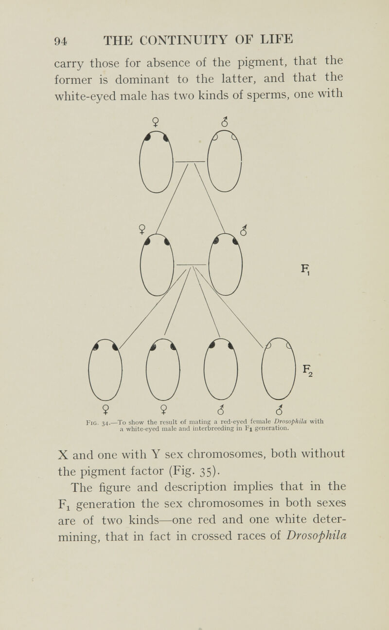 94 THE CONTINUITY OF LIFE carry those for absence of the pigment, that the former is dominant to the latter, and that the white-eyed male has two kinds of sperms, one with 9 6 Fig. 34.—To show the result of mating a red-eyed female Drosophila with a white-eyed male and interbreeding in Fx generation. X and one with Y sex chromosomes, both without the pigment factor (Fig. 35). The figure and description implies that in the Fl generation the sex chromosomes in both sexes are of two kinds—one red and one white deter¬ mining, that in fact in crossed races of Drosophila