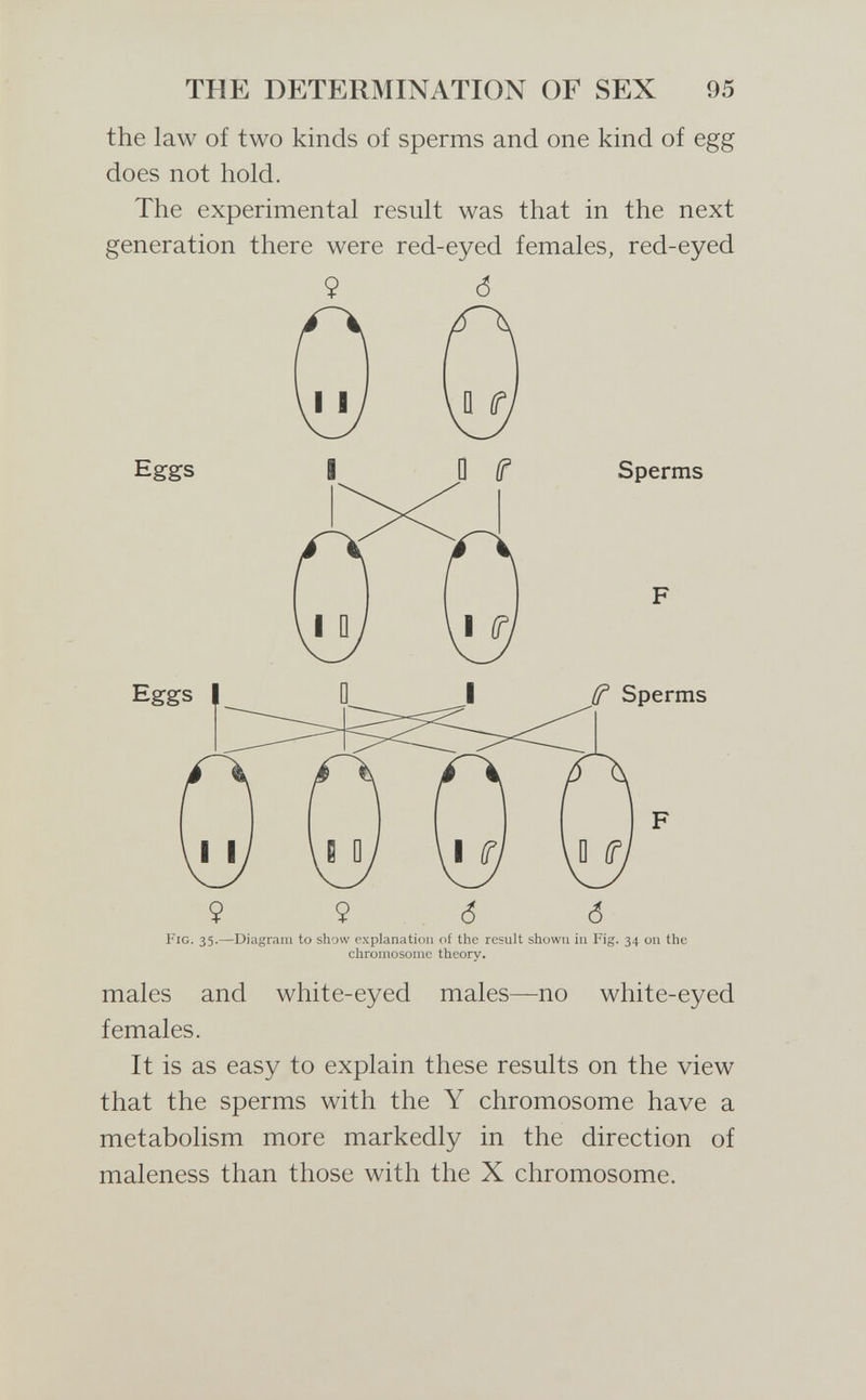 THE DETERMINATION OF SEX 95 the law of two kinds of sperms and one kind of egg does not hold. The experimental result was that in the next generation there were red-eyed females, red-eyed 9 (5 Sperms Sperms 9 б Fig. 35.—Diagram to show explanation of the result shown in Fig. 34 on the chromosome theory. males and white-eyed males—no white-eyed females. It is as easy to explain these results on the view that the sperms with the Y chromosome have a metabolism more markedly in the direction of maleness than those with the X chromosome.