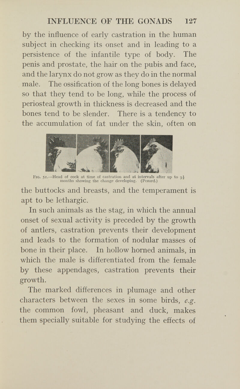 INFLUENCE OF THE GONADS 127 by the influence of early castration in the human subject in checking its onset and in leading to a persistence of the infantile type of body. The penis and prostate, the hair on the pubis and face, and the larynx do not grow as they do in the normal male. The ossiñcation of the long bones is delayed so that they tend to be long, while the process of periosteal growth in thickness is decreased and the bones tend to be slender. There is a tendency to the accumulation of fat under the skin, often on Fig. 51.—Head of cock at time of castration and at intervals after up to 3J months showing the change developing. (Pezard.) the buttocks and breasts, and the temperament is apt to be lethargic. In such animals as the stag, in which the annual onset of sexual activity is preceded by the growth of antlers, castration prevents their development and leads to the formation of nodular masses of bone in their place. In hollow horned animals, in which the male is differentiated from the female by these appendages, castration prevents their growth. The marked differences in plumage and other characters between the sexes in some birds, e.g. the common fowl, pheasant and duck, makes them specially suitable for studying the effects of