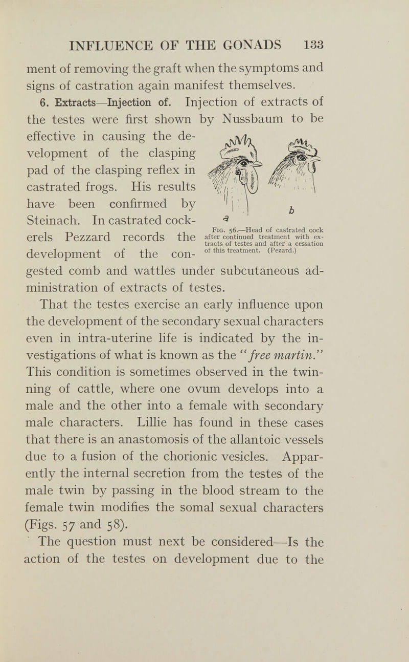 INFLUENCE OF THE GONADS 133 ment of removing the graft when the symptoms and signs of castration again manifest themselves. 6. Extracts—Injection of. Injection of extracts of the testes were first shown by Nussbaum to be effective in causing the de- фф} velopment of the clasping pad of the clasping reflex in ^ В I fi к ' ' ' ' '1 castrated frogs. His results have been confirmed by '' j j ^ Steinach. In castrated cock- ^ Fig. 56.—Head of castrated cock erels Pezzard records the after continued treatment with ex¬ tracts of testes and after a cessation development of the con- ^^is treatment. (Pe^ard.) gested comb and wattles under subcutaneous ad¬ ministration of extracts of testes. That the testes exercise an early influence upon the development of the secondary sexual characters even in intra-uterine life is indicated by the in¬ vestigations of what is known as the ¡ree martin. This condition is sometimes observed in the twin¬ ning of cattle, where one ovum develops into a male and the other into a female with secondary male characters. Lillie has found in these cases that there is an anastomosis of the allantoic vessels due to a fusion of the chorionic vesicles. Appar¬ ently the internal secretion from the testes of the male twin by passing in the blood stream to the female twin modifies the somal sexual characters (Figs. 57 and 58). The question must next be considered—Is the action of the testes on development due to the