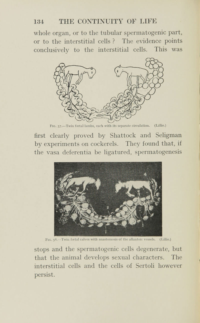 134 THE CONTINUITY OF LIFE whole organ, or to the tubular spermatogenic part, or to the interstitial cells ? The evidence points conclusively to the interstitial cells. This was Fig. 57.—Twin fœtal lambs, each with its separate circulation. (Lillie.) first clearly proved by Shattock and Seligman by experiments on cockerels. They found that, if the vasa deferentia be ligatured, spermatogenesis Fig. 58.—Twin foetal calves with anastomosis of the allantoic vessels. (Lillie.) stops and the spermatogenic cells degenerate, but that the animal develops sexual characters. The interstitial cells and the cells of Sertoli however persist.