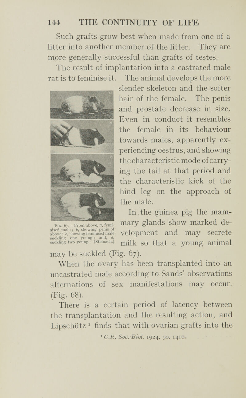 144 THE CONTINUITY OF LIFE Such grafts grow best when made from one of a htter into another member of the htter. They are more generally successful than grafts of testes. The result of implantation into a castrated male rat is to feminise it. The animal develops the more slender skeleton and the softer hair of the female. The penis and prostate decrease in size. Even in conduct it resembles the female in its behaviour towards males, apparently ex¬ periencing oestrus, and showing the characteristic mode of carry¬ ing the tail at that period and the characteristic kick of the hind leg on the approach of the male. In.the guinea pig the mam- F.o.e^-From above, п1агу glauds show marked de- nised male ; b, showing penis of , , . above; f, showinsfeminised male VClOpmCUt аПО may SCCrCtC suckling one young ; and, d, suckling two young, (steinach.) go that a youug auimal may be suckled (Fig. 67). When the ovary has been transplanted into an uncastrated male according to Sands' observations alternations of sex manifestations may occur. (Fig. 68). There is a certain period of latency between the transplantation and the resulting action, and Lipschütz 1 finds that with ovarian grafts into the ^C.R. Soc. Biol. 1924, 90, 1410.