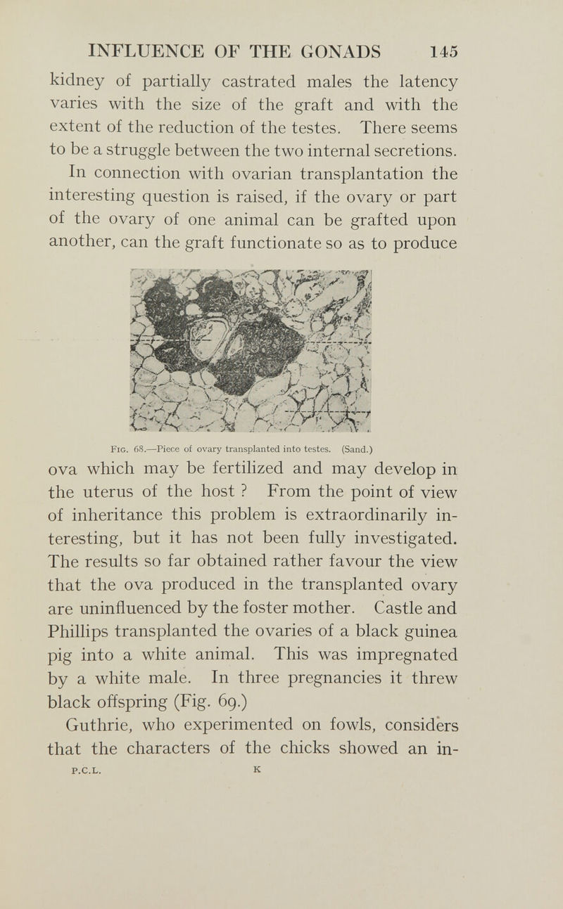 INFLUENCE OF THE GONADS 145 kidney of partially castrated males the latency varies with the size of the graft and with the extent of the reduction of the testes. There seems to be a struggle between the two internal secretions. In connection with ovarian transplantation the interesting question is raised, if the ovary or part of the ovary of one animal can be grafted upon another, can the graft functionate so as to produce Fig. 68.—Piece of ovary transplanted into testes. (Sand.) ova which may be fertilized and may develop in the uterus of the host ? From the point of view of inheritance this problem is extraordinarily in¬ teresting, but it has not been fully investigated. The results so far obtained rather favour the view that the ova produced in the transplanted ovary are uninfluenced by the foster mother. Castle and Phillips transplanted the ovaries of a black guinea pig into a white animal. This was impregnated by a white male. In three pregnancies it threw black offspring (Fig. 69.) Guthrie, who experimented on fowls, considers that the characters of the chicks showed an in- P.C.L. К