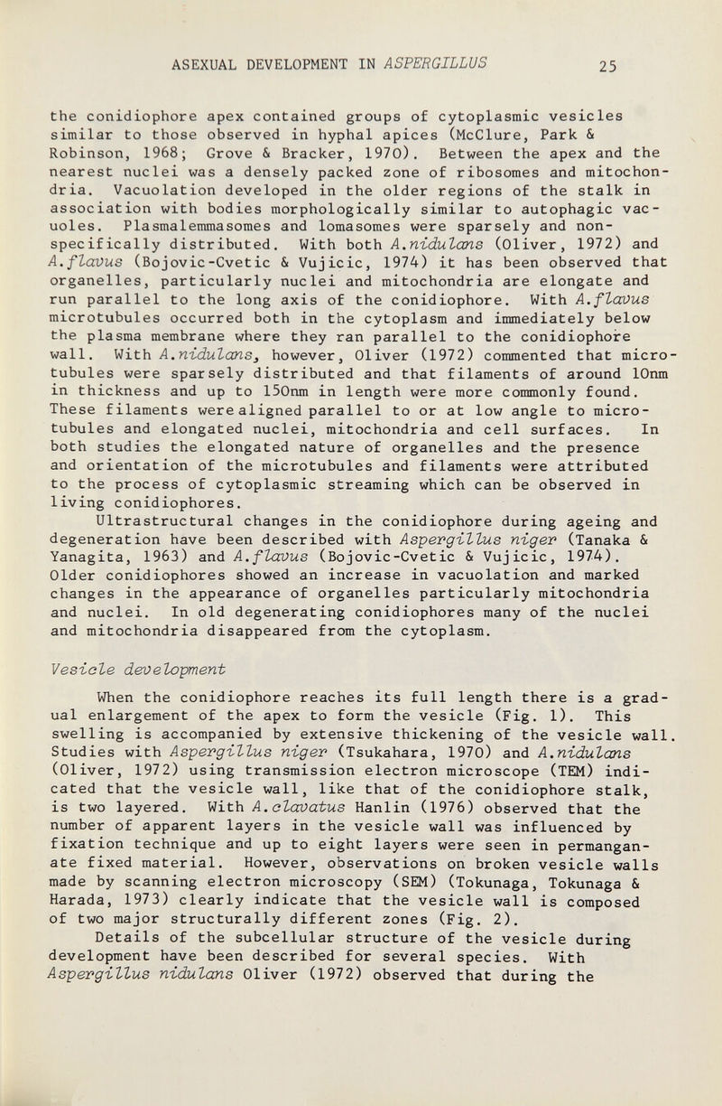 ASEXUAL DEVELOPMENT IN ASFERGILLVS 25 the conidiophore apex contained groups of cytoplasmic vesicles similar to those observed in hyphal apices (McClure, Park & Robinson, 1968; Grove & Bracker, 1970). Between the apex and the nearest nuclei was a densely packed zone of ribosomes and mitochon¬ dria. Vacuolation developed in the older regions of the stalk in association with bodies morphologically similar to autophagic vac¬ uoles. Plasmalemmasomes and lomasomes were sparsely and non- specifically distributed. With both A.nïdulans (Oliver, 1972) and A.flavus (Bojovic-Cvetic & Vujicic, 1974) it has been observed that organelles, particularly nuclei and mitochondria are elongate and run parallel to the long axis of the conidiophore. With A.ftavus microtubules occurred both in the cytoplasm and immediately below the plasma membrane where they ran parallel to the conidiophore wall. VI ith A. nidut an s J however, Oliver (1972) commented that micro tubules were sparsely distributed and that filaments of around lOnm in thickness and up to 150nm in length were more commonly found. These filaments were aligned parallel to or at low angle to micro¬ tubules and elongated nuclei, mitochondria and cell surfaces. In both studies the elongated nature of organelles and the presence and orientation of the microtubules and filaments were attributed to the process of cytoplasmic streaming which can be observed in living conidiophores. Ultrastructural changes in the conidiophore during ageing and degeneration have been described with Aspergillus nïger (Тапака & Yanagita, 1963) and A.flavus (Bojovic-Cvetic & Vujicic, 1974). Older conidiophores showed an increase in vacuolation and marked changes in the appearance of organelles particularly mitochondria and nuclei. In old degenerating conidiophores many of the nuclei and mitochondria disappeared from the cytoplasm. Vesicle deroelopment When the conidiophore reaches its full length there is a grad¬ ual enlargement of the apex to form the vesicle (Fig. 1). This swelling is accompanied by extensive thickening of the vesicle wall Studies with Aspergillus niger (Tsukahara, 1970) and A.nidulans (Oliver, 1972) using transmission electron microscope (ТЕМ) indi¬ cated that the vesicle wall, like that of the conidiophore stalk, is two layered. With A. olaxtatus Hanlin (1976) observed that the number of apparent layers in the vesicle wall was influenced by fixation technique and up to eight layers were seen in permangan¬ ate fixed material. However, observations on broken vesicle walls made by scanning electron microscopy (SEM) (Tokunaga, Tokunaga & Harada, 1973) clearly indicate that the vesicle wall is composed of two major structurally different zones (Fig. 2). Details of the subcellular structure of the vesicle during development have been described for several species. With Aspergillus nidulans Oliver (1972) observed that during the