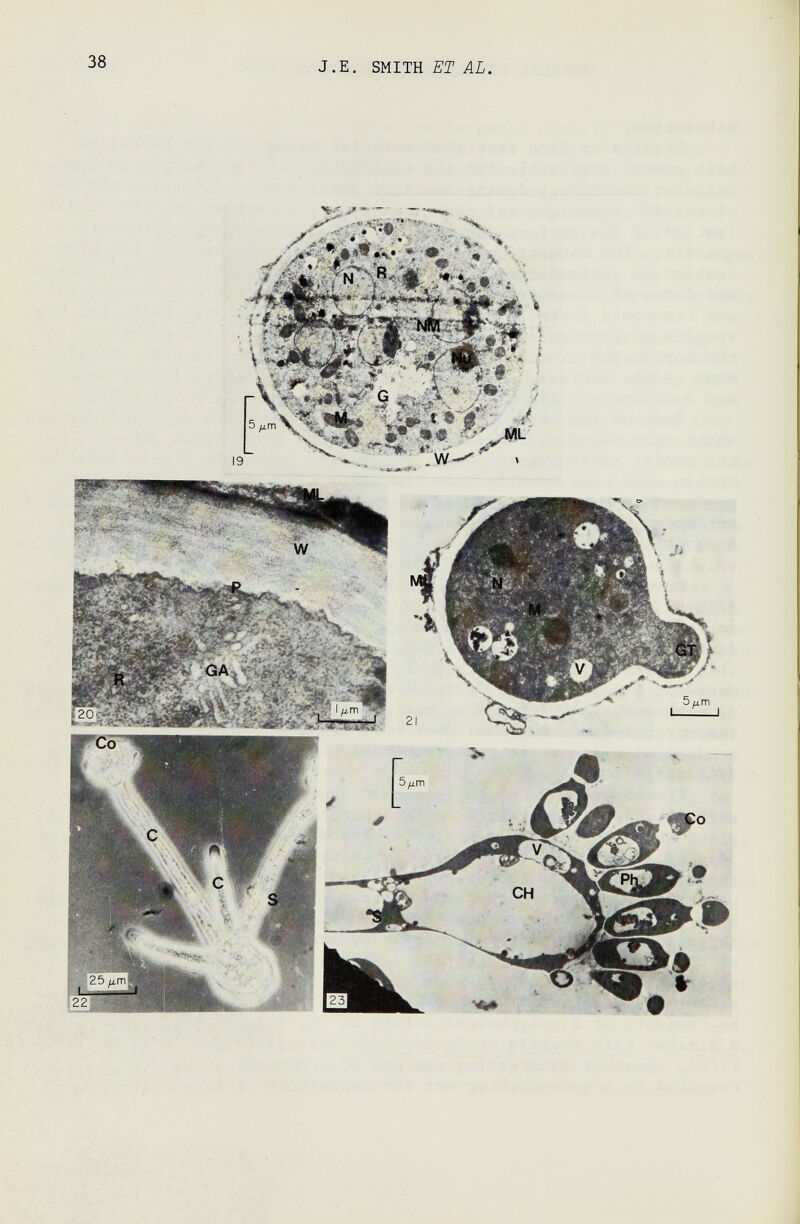 38 J.E. SMITH ЛЬ.