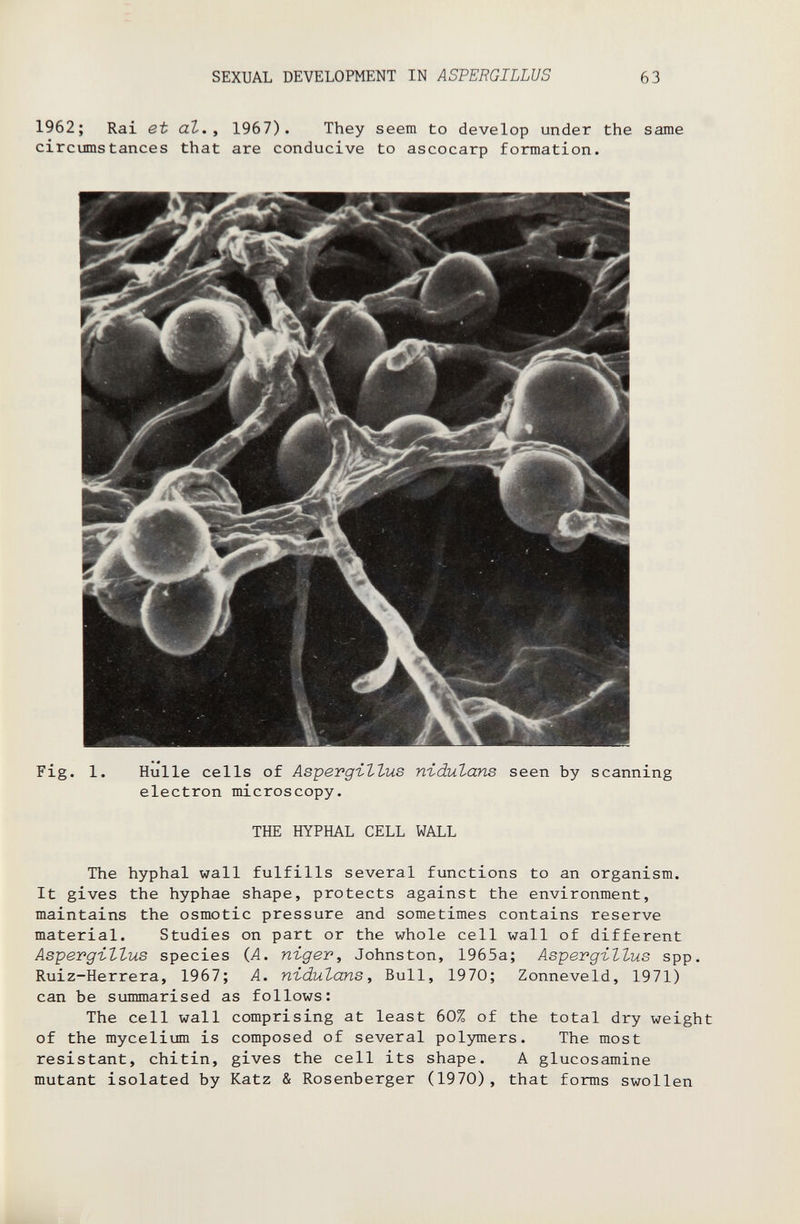 SEXUAL DEVELOPMENT IN ASPERGILLUS 63 1962; Rai et aZ., 1967). They seem to develop under the same circumstances that are conducive to ascocarp formation. Fig. 1. Hulle cells of Aspergï-ttus n-ùdutans seen by scanning electron microscopy. THE HYPHAL CELL WALL The hyphal wall fulfills several functions to an organism. It gives the hyphae shape, protects against the environment, maintains the osmotic pressure and sometimes contains reserve material. Studies on part or the whole cell wall of different Asperg-ittus species (Л. niger, Johnston, 1965a; Asperg-iZlus spp. Ruiz-Herrera, 1967; A. nidulans, Bull, 1970; Zonneveld, 1971) can be summarised as follows: The cell wall comprising at least 60% of the total dry weight of the mycelium is composed of several polymers. The most resistant, chitin, gives the cell its shape. A glucosamine mutant isolated by Katz & Rosenberger (1970), that forms swollen