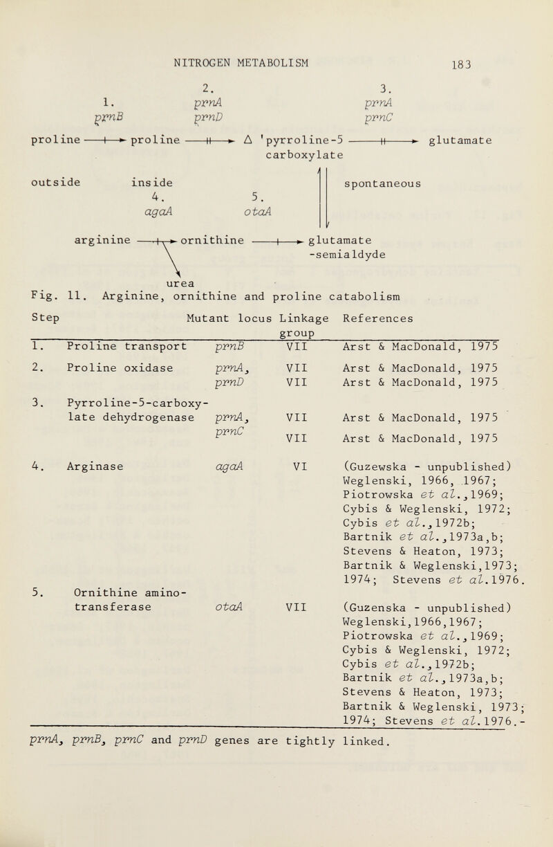 NITROGEN METABOLISM 183 1. ^ГпВ proline 1—proline 2. prnA prnD 3. prnA prnC Д 'pyrroline-5 carboxylate glutamate outside ins ide 4. agoA 5. otaA spontaneous arginine ornithine 1 glutamate -semialdyde urea Fig. 11. Arginine, ornithine and proline cataboliem Step Mutant locus Linkage References group 1. 2. Proline transport Proline oxidase pmAj prnD Pyrroline-5-carboxy¬ late dehydrogenase prnAj prnC prnB VII Arst & MacDonald, 1975 VII Arst & MacDonald, 1975 VII Arst & MacDonald, 1975 VII Arst & MacDonald, 1975 VII Arst & MacDonald, 1975 4. Arginase 5. Ornithine amino¬ transferase agoA VI (Guzewska - unpublished) Weglenski, 1966, .1967; Piotrowska et aÌ.jl969; Cybis & Weglenski, 1972; Cybis et aZ-.J 1972b; Bartnik et aZ-. 1973a ,b; Stevens & Heaton, 1973; Bartnik & Weglenski,1973; 1974; Stevens et at.1976 otaA VII (Guzenska - unpublished) Weglenski, 1966, 1967 ; Piotrowska et at.¿1969; Cybis & Weglenski, 1972; Cybis et at.¿ 1972b-, Bartnik et aZ.j1973a,b; Stevens & Heaton, 1973; Bartnik & Weglenski, 1973  1974; Stevens et at.1916. prnAy prnBj pmC and prnD genes are tightly linked.