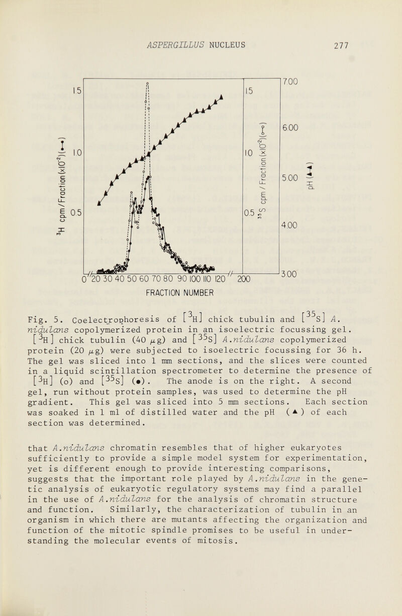 ASPERGILLUS NUCLEUS 277 Fig. 5. Coelectjrotjhoresis of [ н] chick tubulin and [ s] A. nidulans copolyraerized protein in an isoelectric focussing gel. [%] chick tubulin (40 ftg) and [^^s] A .nidulans copolymerized protein (20 fj.g) were subjected to isoelectric focussing for 36 h. The gel was sliced into 1 mm sections, and the slices were counted in a liquid scintillation spectrometer to determine the presence of [^h] (o) and [^^s] (•). The anode is on the right. A second gel, run without protein samples, was used to determine the pH gradient. This gel was sliced into 5 mm sections. Each section was soaked in 1 ml of distilled water and the pH (^) of each section was determined. that A.nidulans chromatin resembles that of higher eukaryotes sufficiently to provide a simple model system for experimentation, yet is different enough to provide interesting comparisons, suggests that the important role played by A.nidulans in the gene¬ tic analysis of eukaryotic regulatory systems may find a parallel in the use of A.nidulans for the analysis of chromatin structure and function. Similarly, the characterization of tubulin in an organism in which there are mutants affecting the organization and function of the mitotic spindle promises to be useful in under¬ standing the molecular events of mitosis.